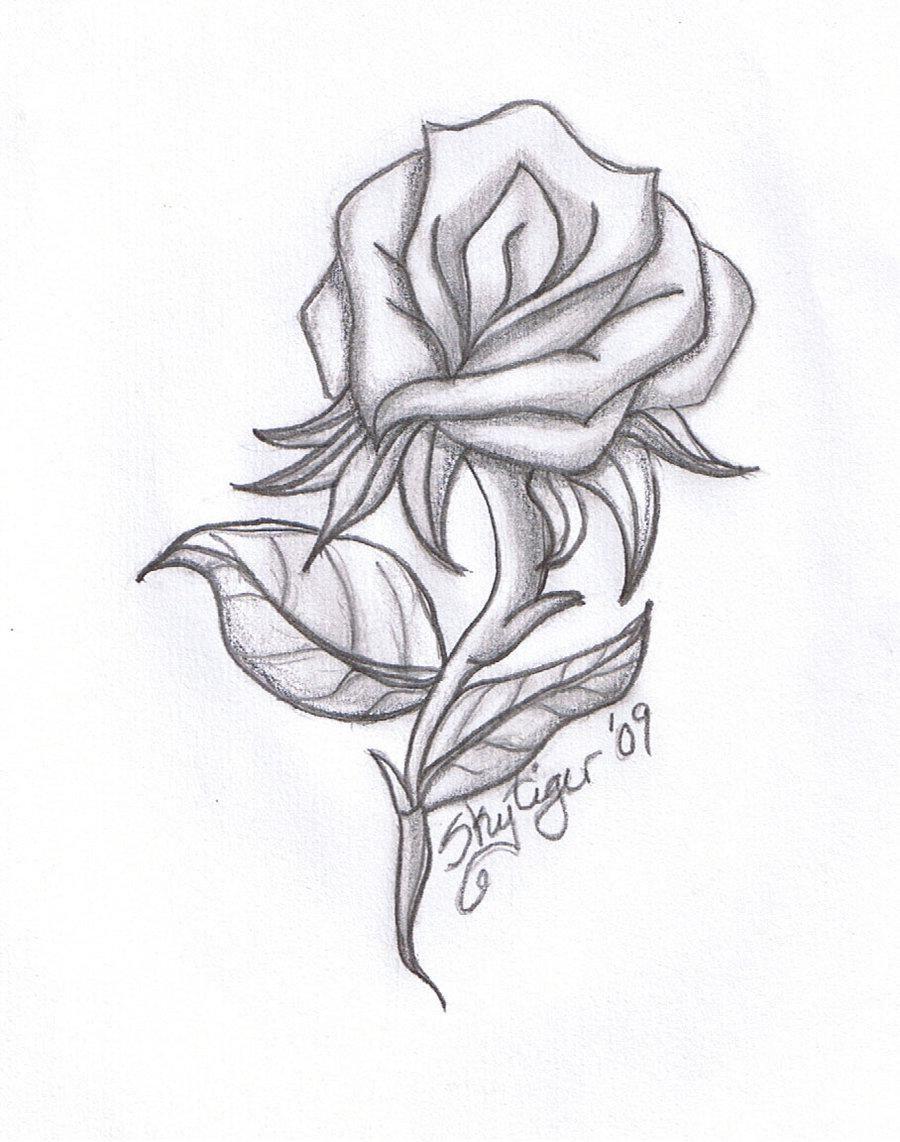 900x1142 drawing beautiful roses. rose drawings rose symbol of love rose
