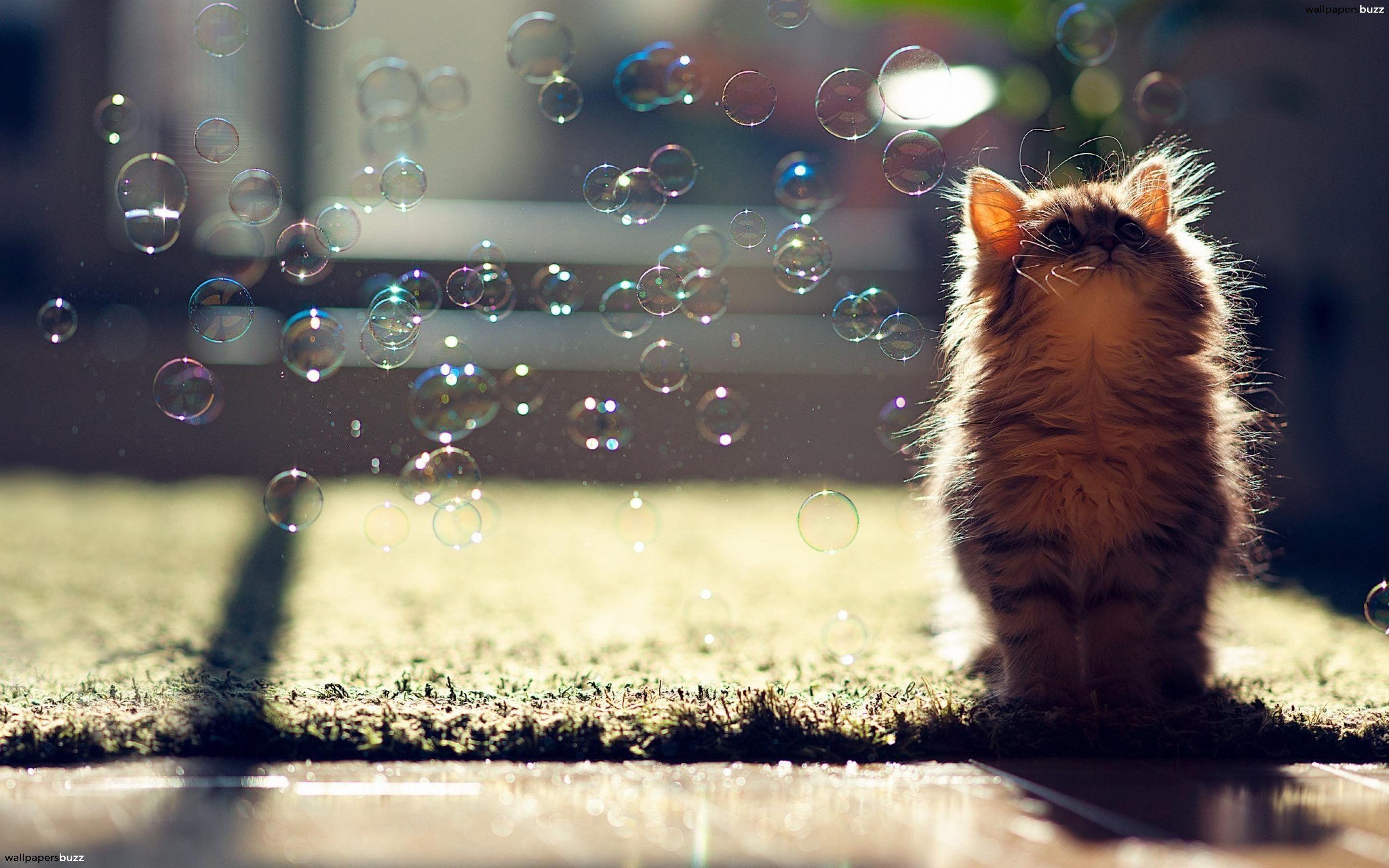 2880x1800 Fluffy kitten in a cloud of soap bubbles HD Wallpaper