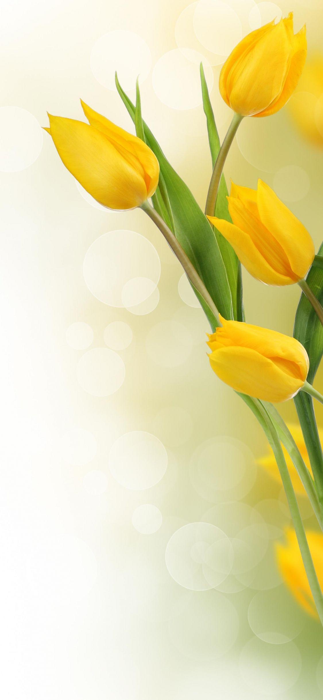 yellow tulips wallpaper