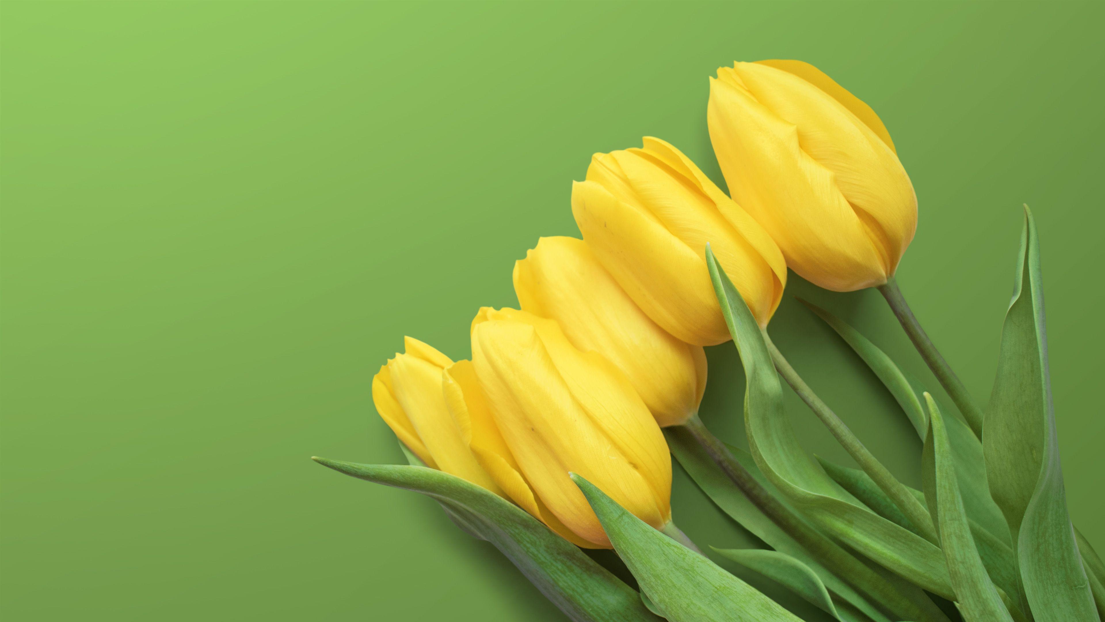 Yellow Tulips Wallpapers - Top Free Yellow Tulips Backgrounds -  WallpaperAccess