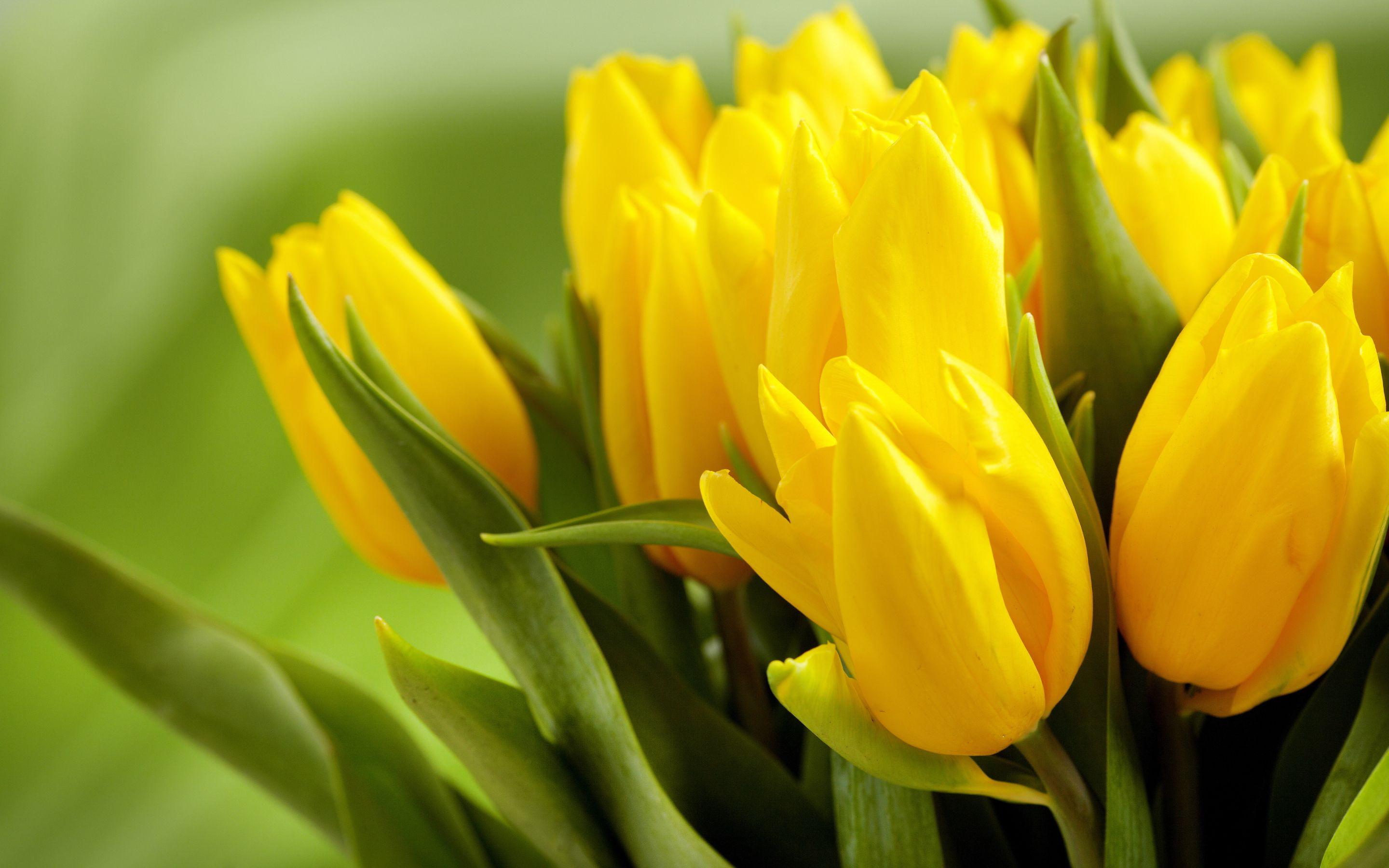 2880x1800 Yellow Tulips wallpaperx1800