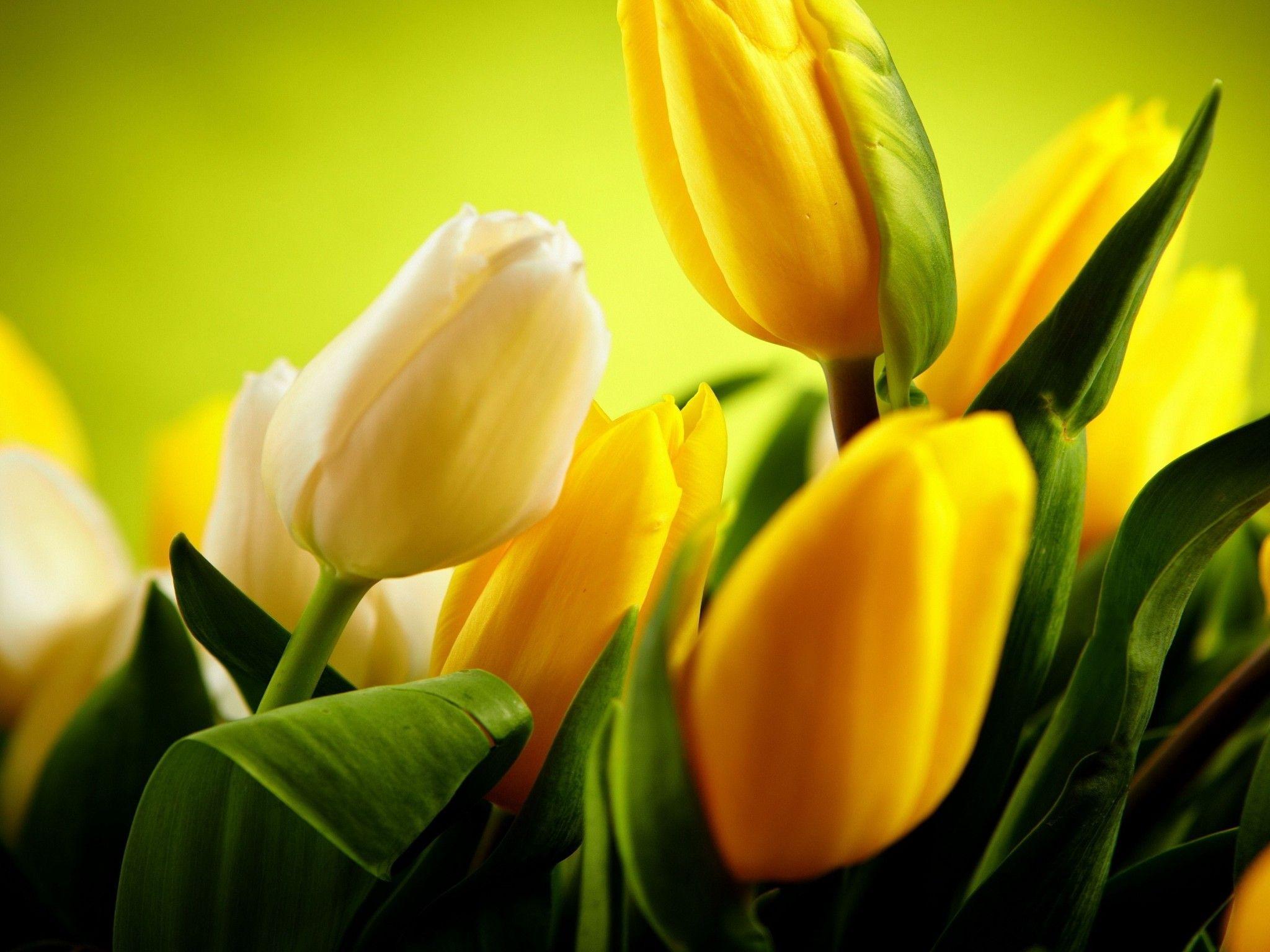 Yellow Tulips Wallpapers - Top Free Yellow Tulips Backgrounds ...