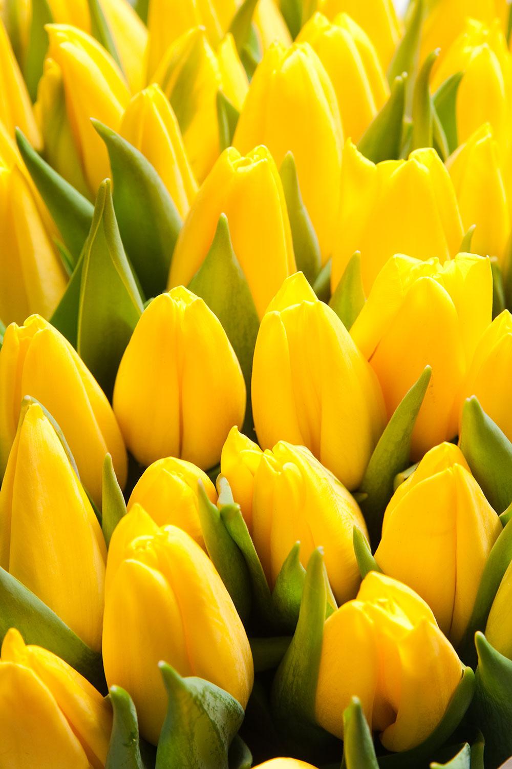 Yellow Tulips Wallpapers - Top Free Yellow Tulips Backgrounds