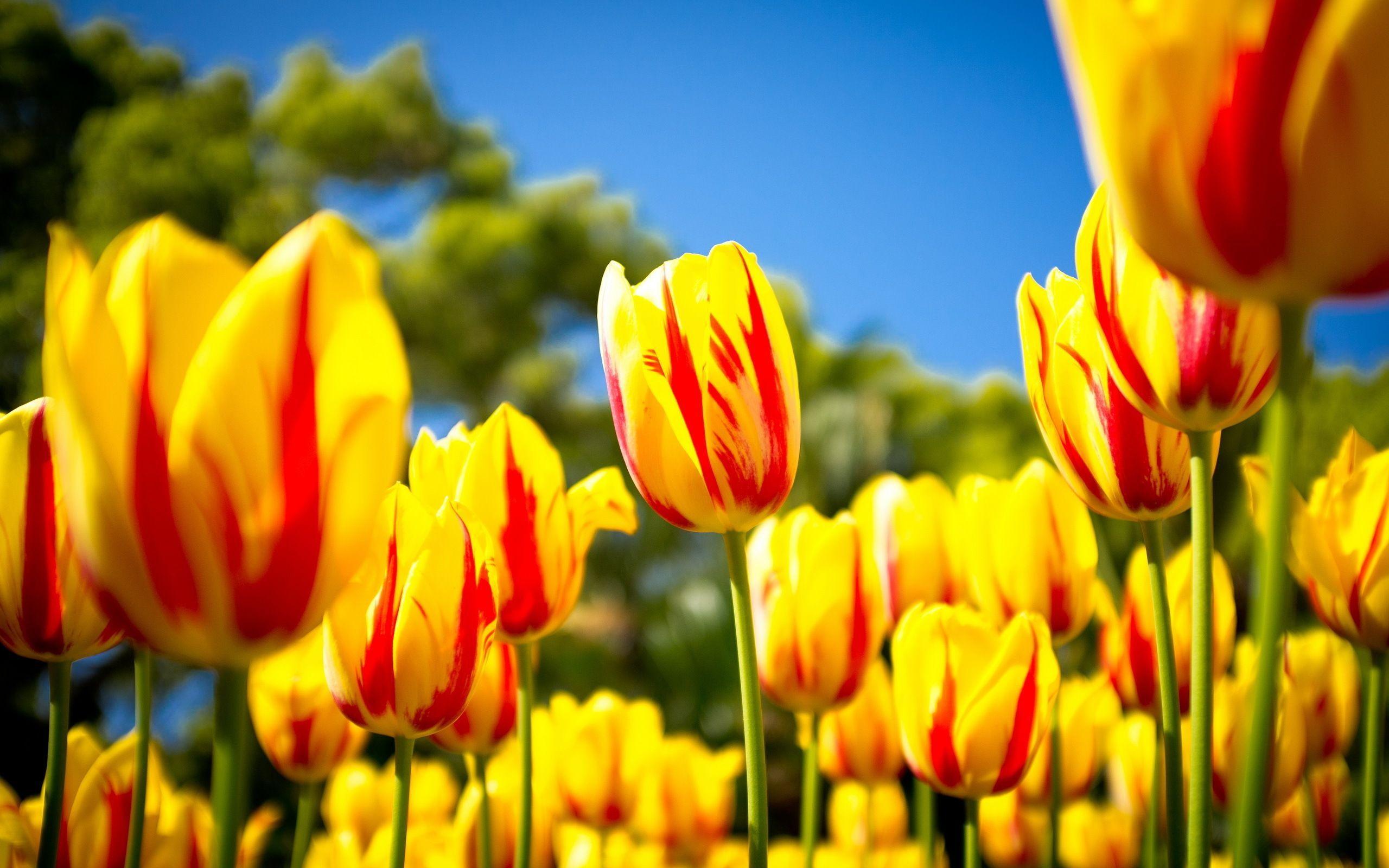 Yellow Tulips Wallpapers Top Free Yellow Tulips Backgrounds Wallpaperaccess