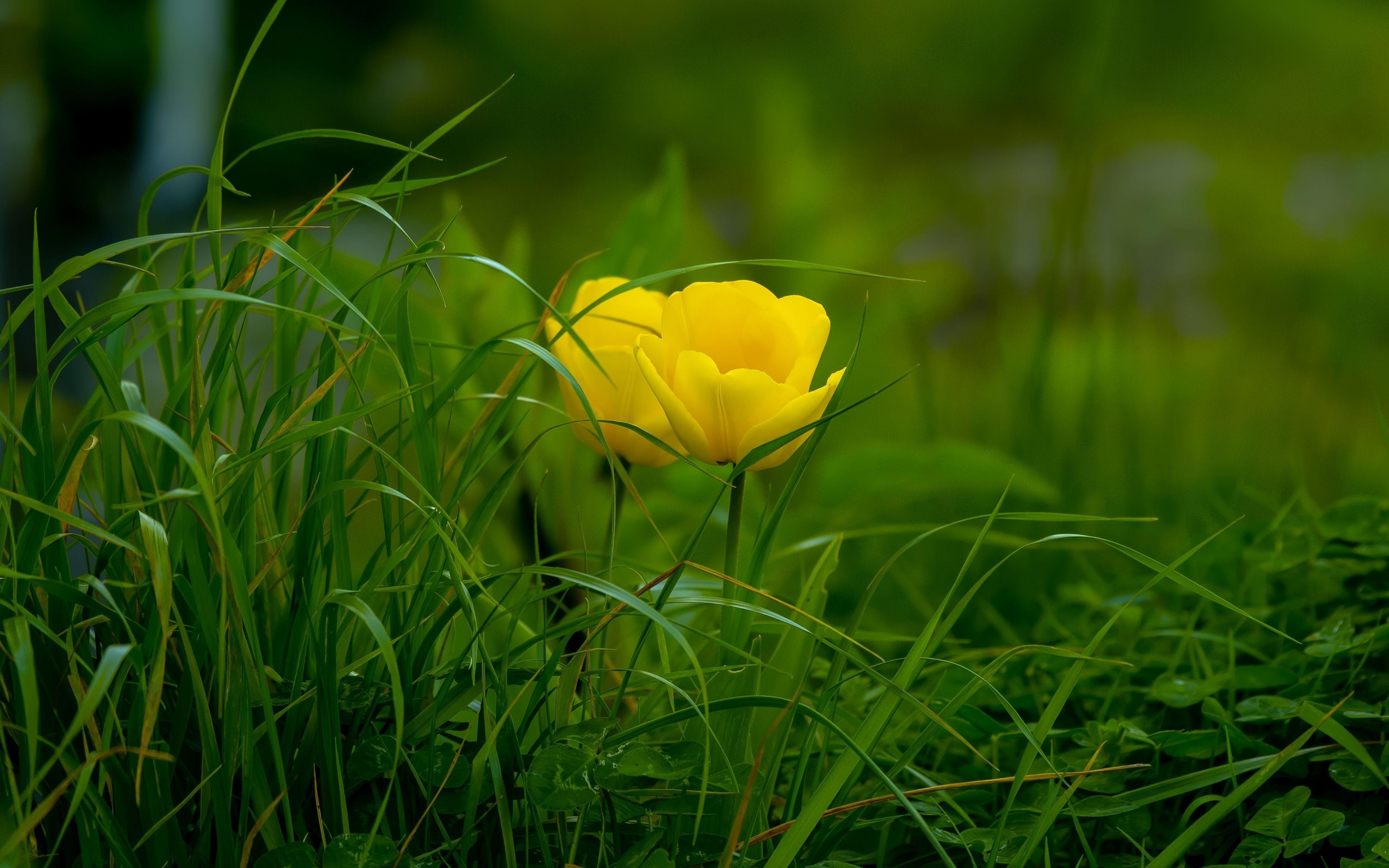 3840x2400 Download 3840x2400 wallpaper grass, yellow tulips, bloom, 4k