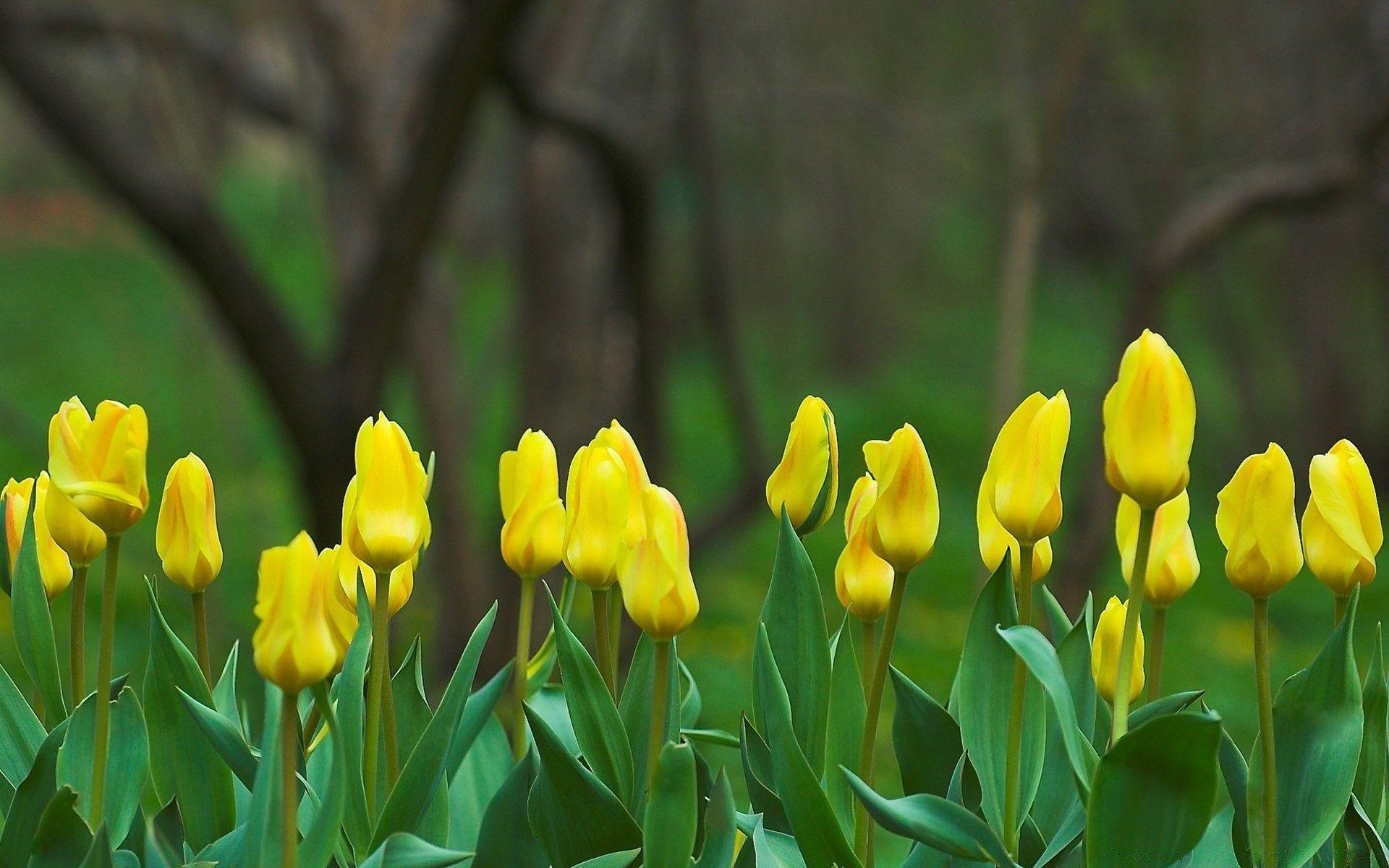 1920x1200 Yellow Tulips