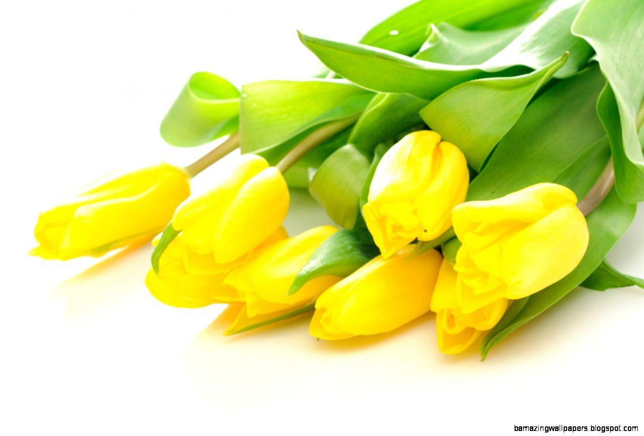 1274x864 Yellow Tulips