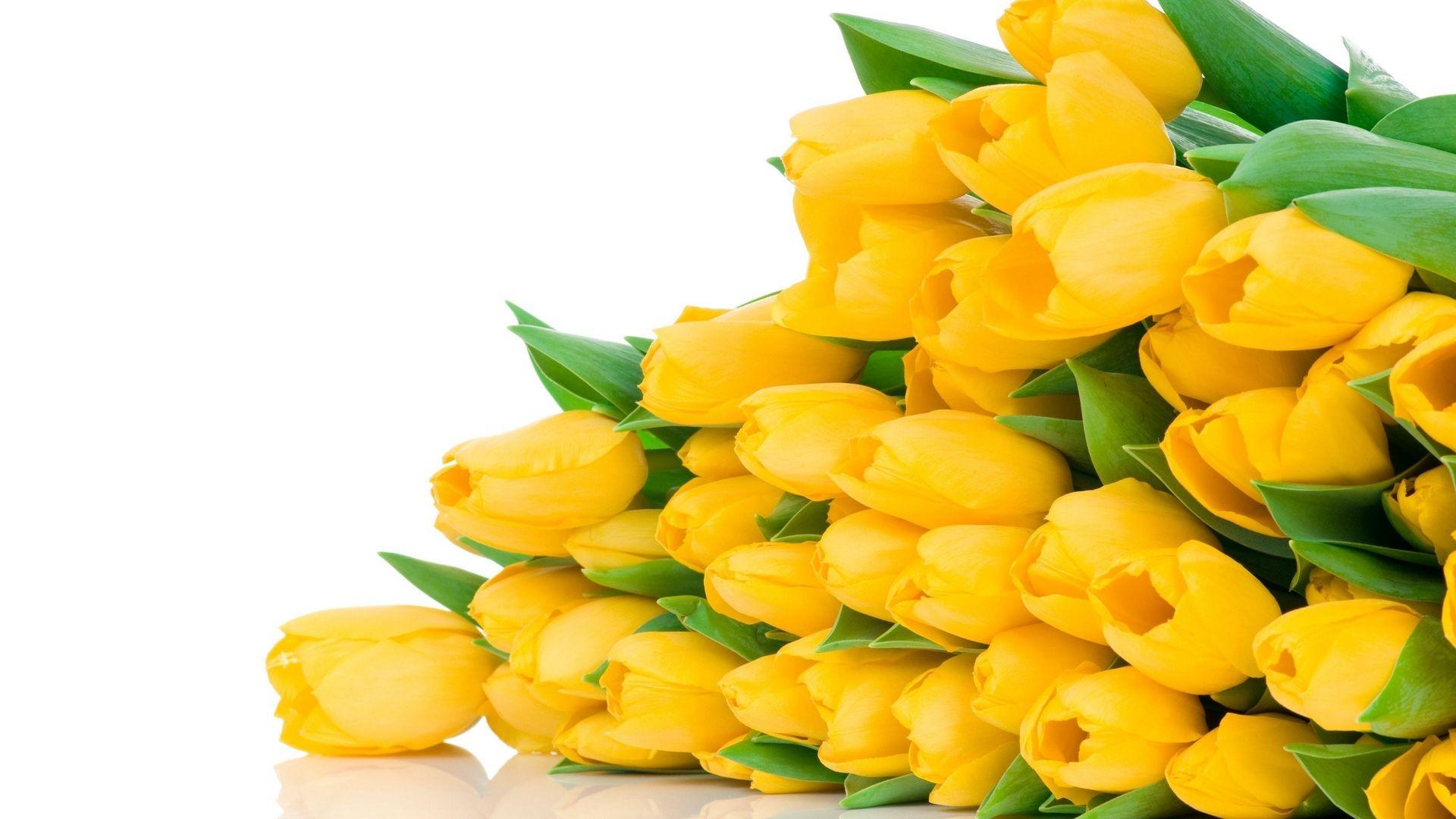 1920x1080 White Background with Yellow Tulips Wallpaper