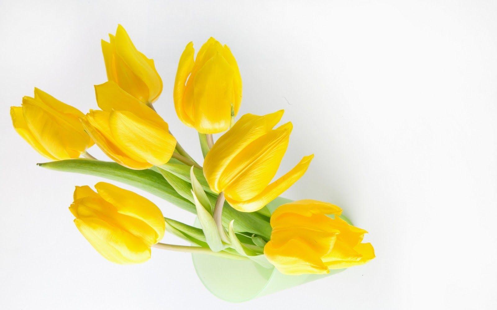 1600x1000 Yellow Wallpaper iPhone HD Wallpaper & background
