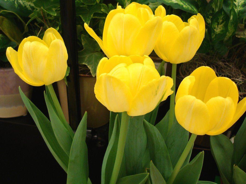 1024x768 Yellow tulips Wallpaper