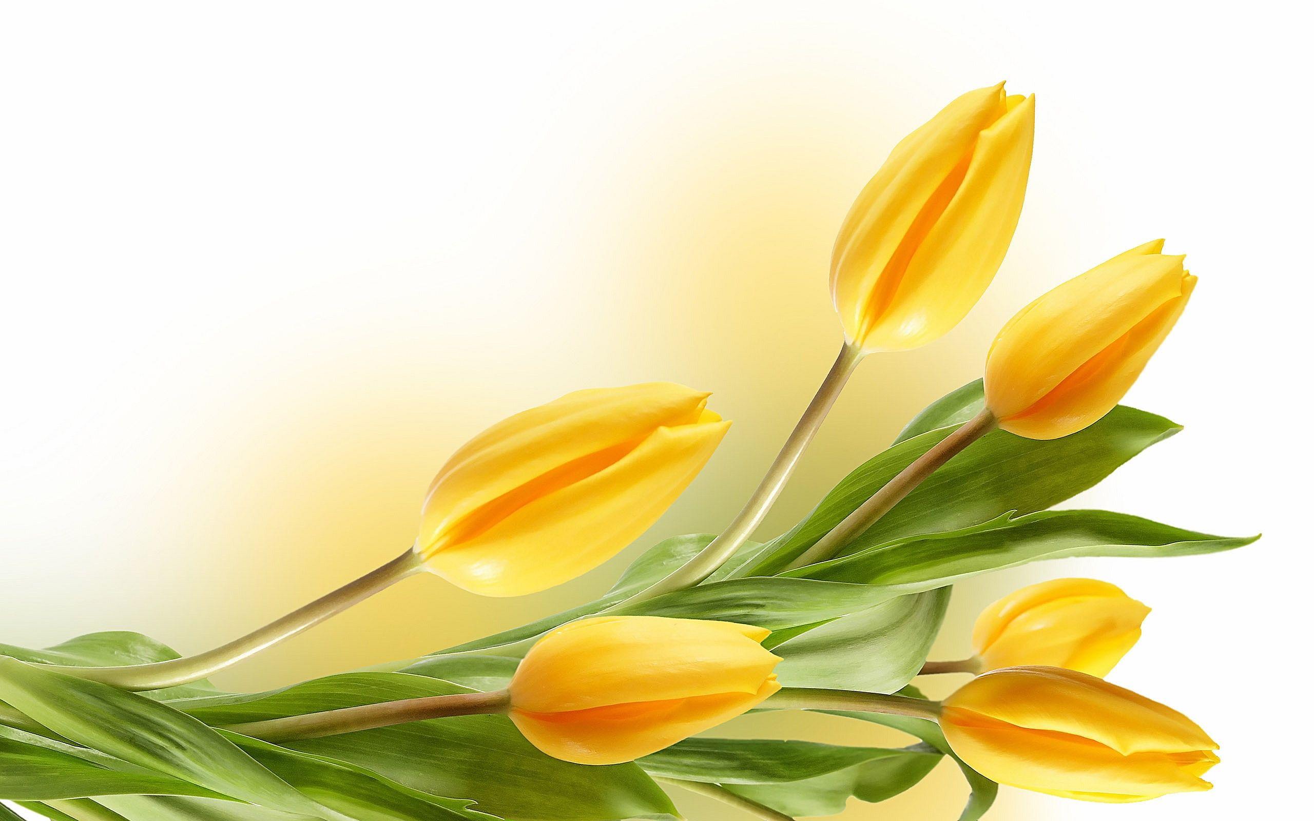 2560x1600 Tulips wallpaperx1600
