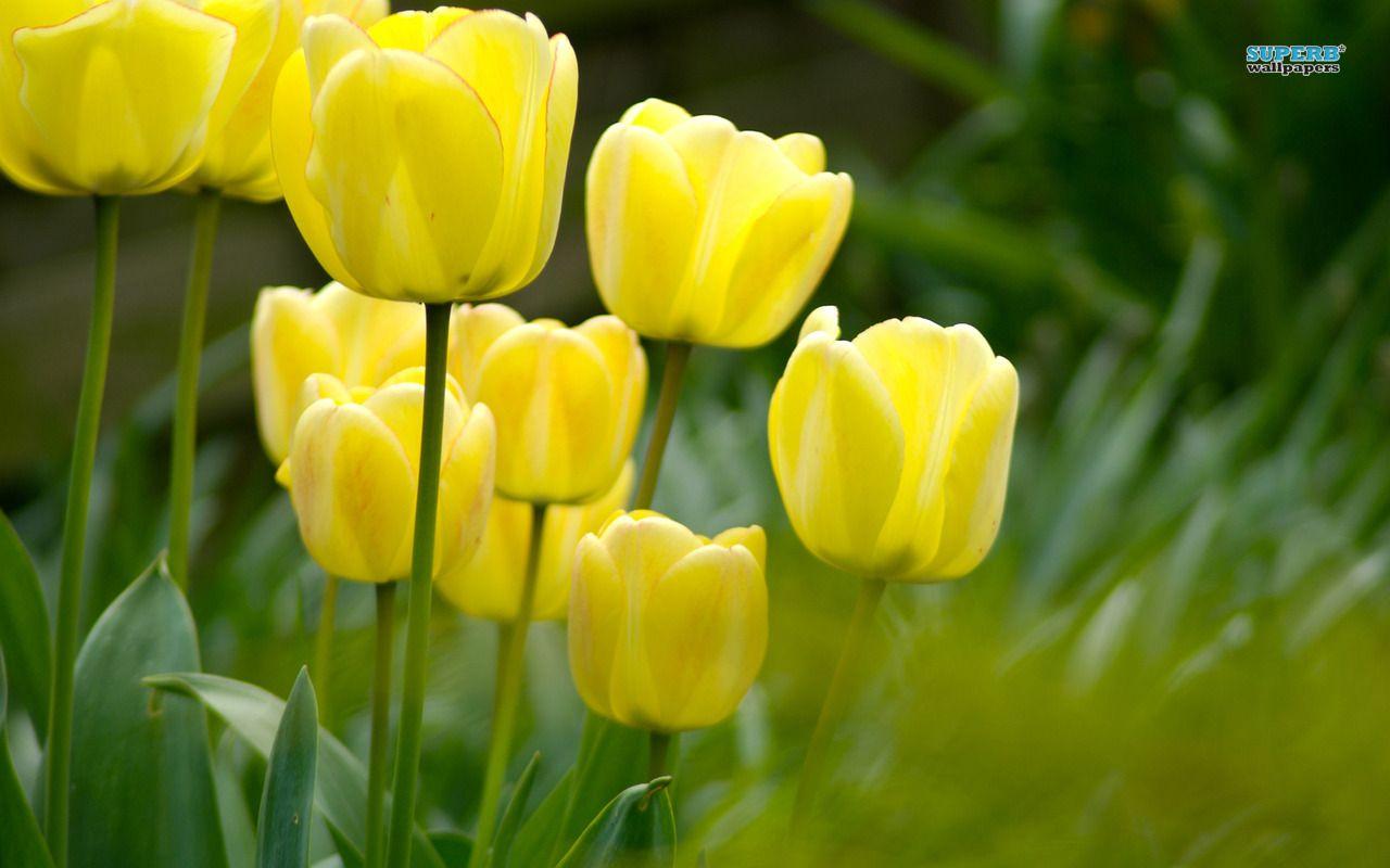 1280x800 Lovely Yellow Tulip Wallpaper