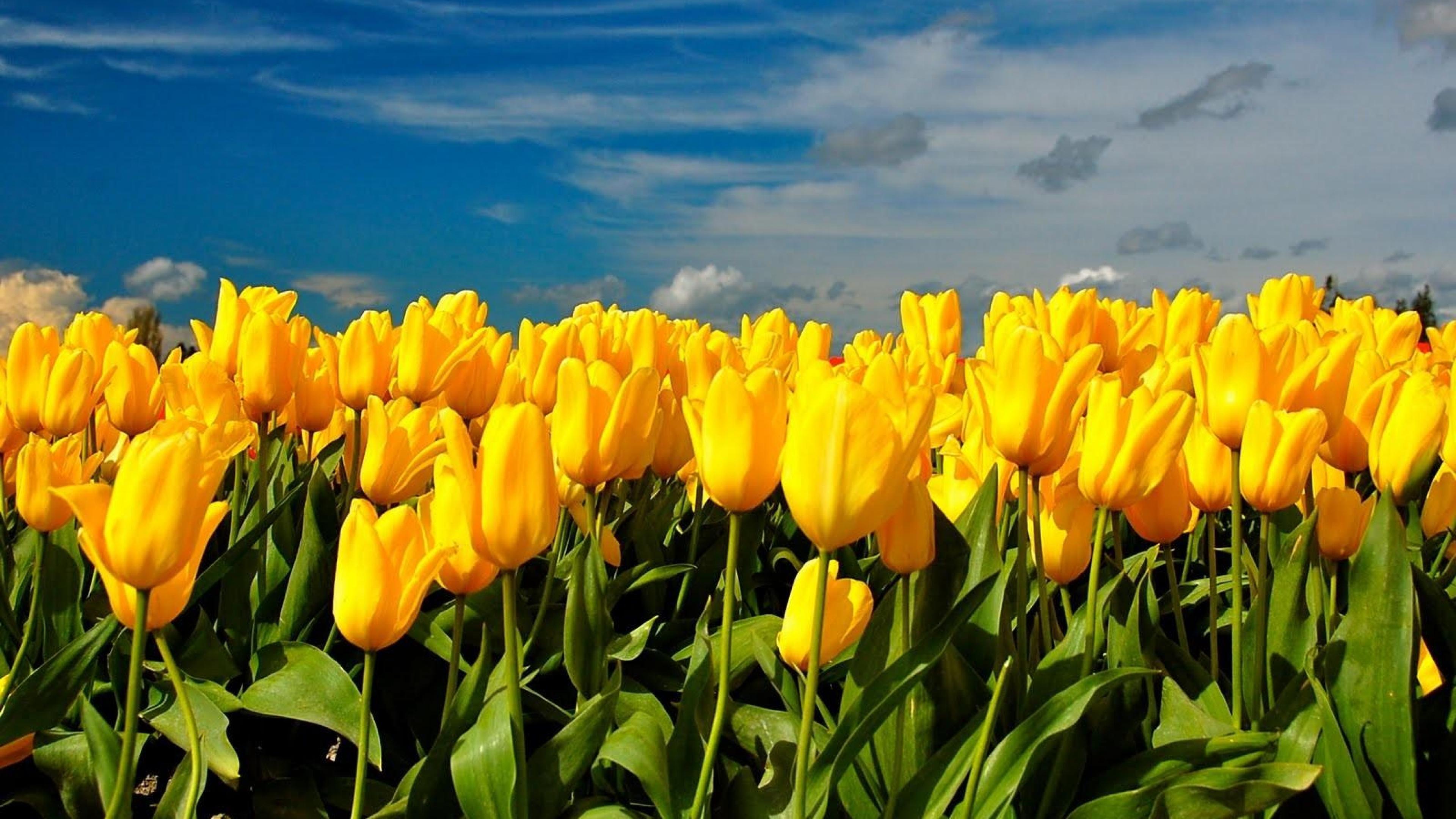 Yellow Tulips Wallpapers Top Free Yellow Tulips Backgrounds Wallpaperaccess