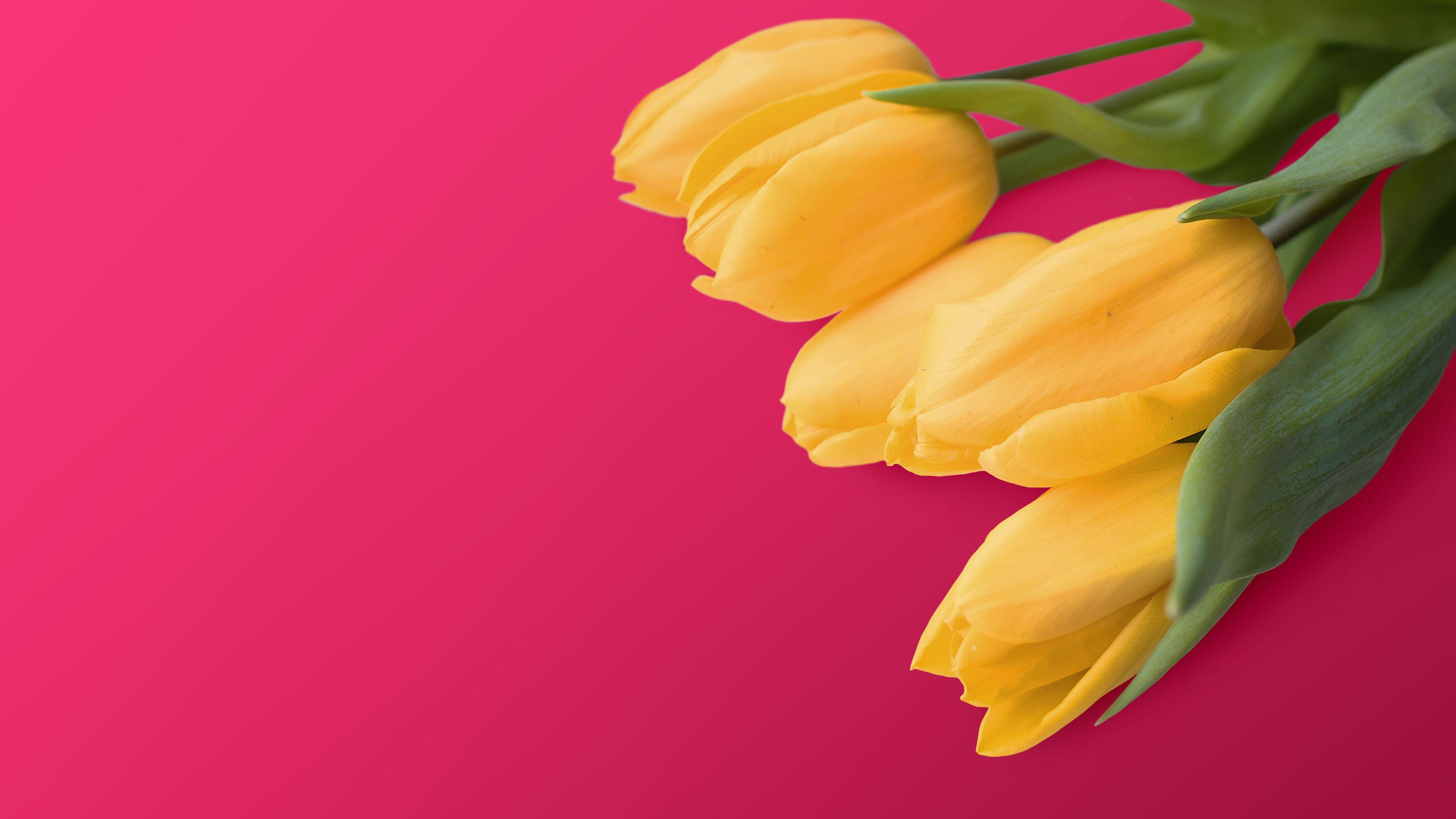 3840x2160 Wallpaper Yellow tulips, Red background, 4K, Flowers