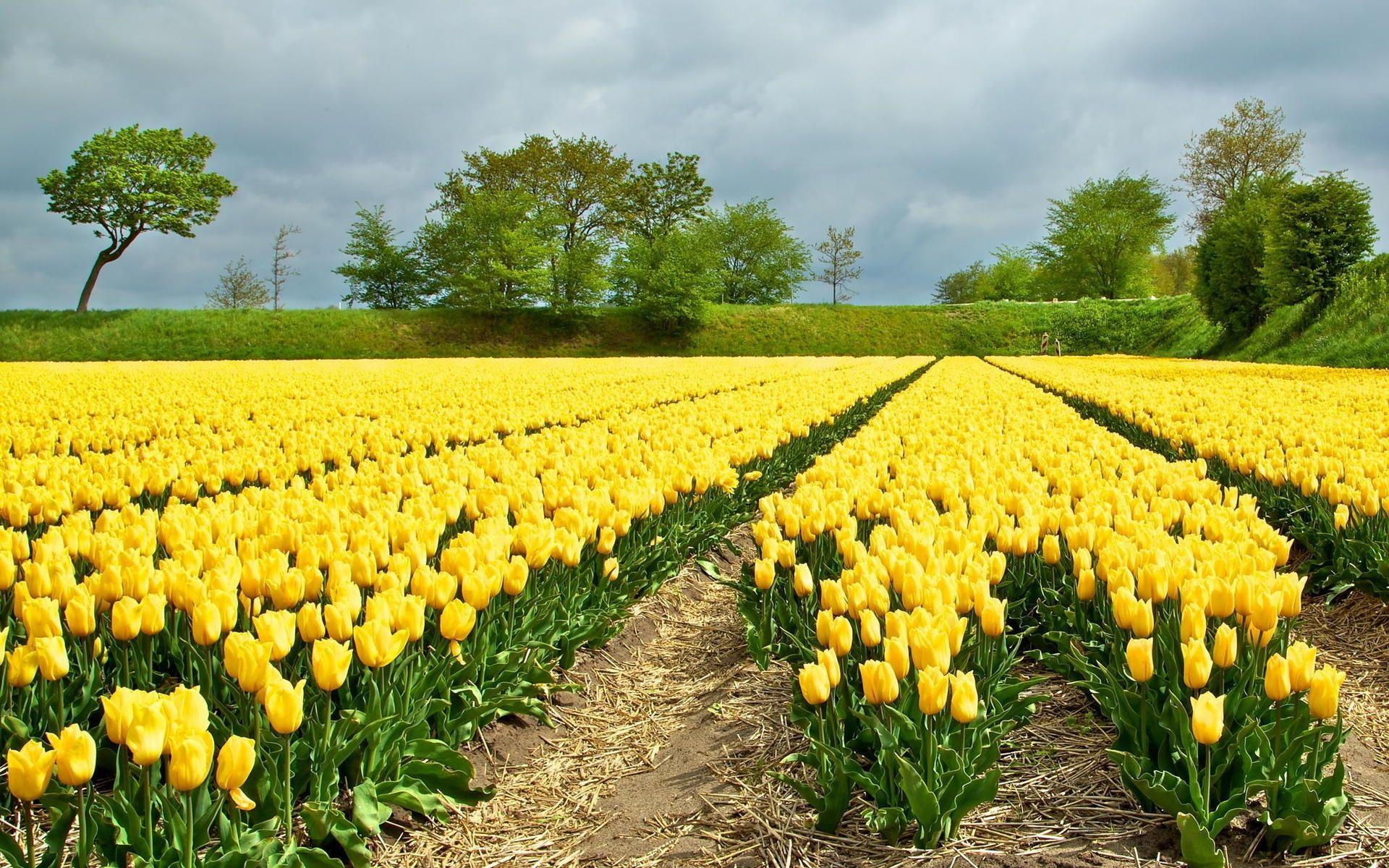 1920x1200 Yellow Tulips Field Nice Trees wallpaper. Yellow Tulips Field Nice Trees