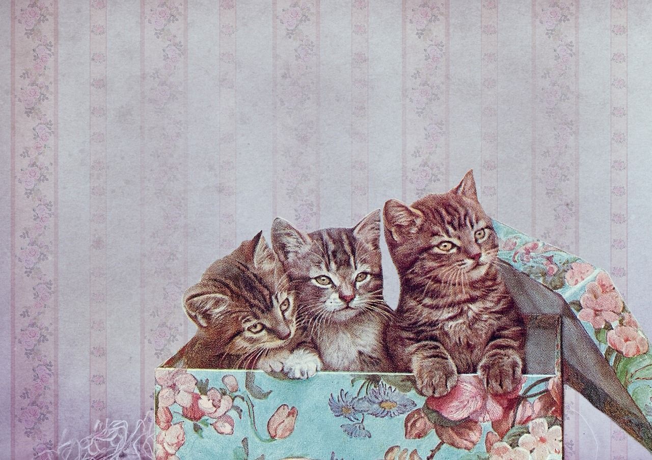 1280x904 Vintage, kitten, cat, cardboard, wallpaper