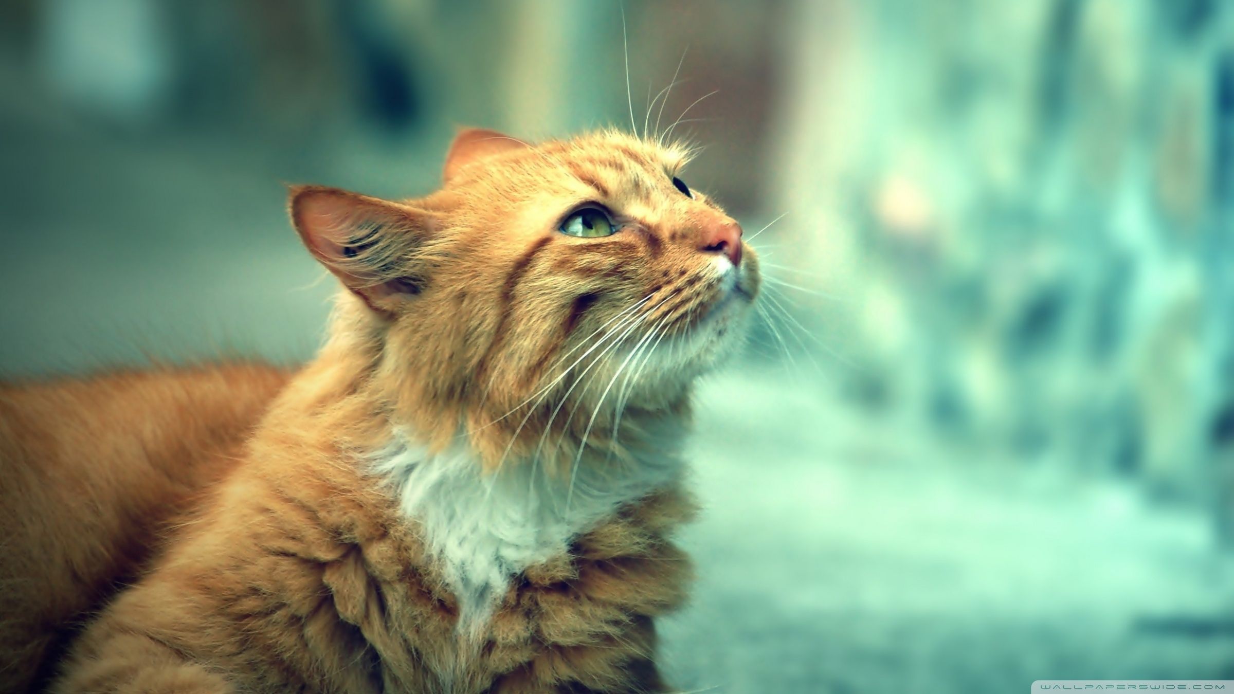 2400x1350 Retro Cat 4K UHD Wallpaper for UltraHD Desktop and TV : Dual Monitor : Smartphone and Tablet Devices