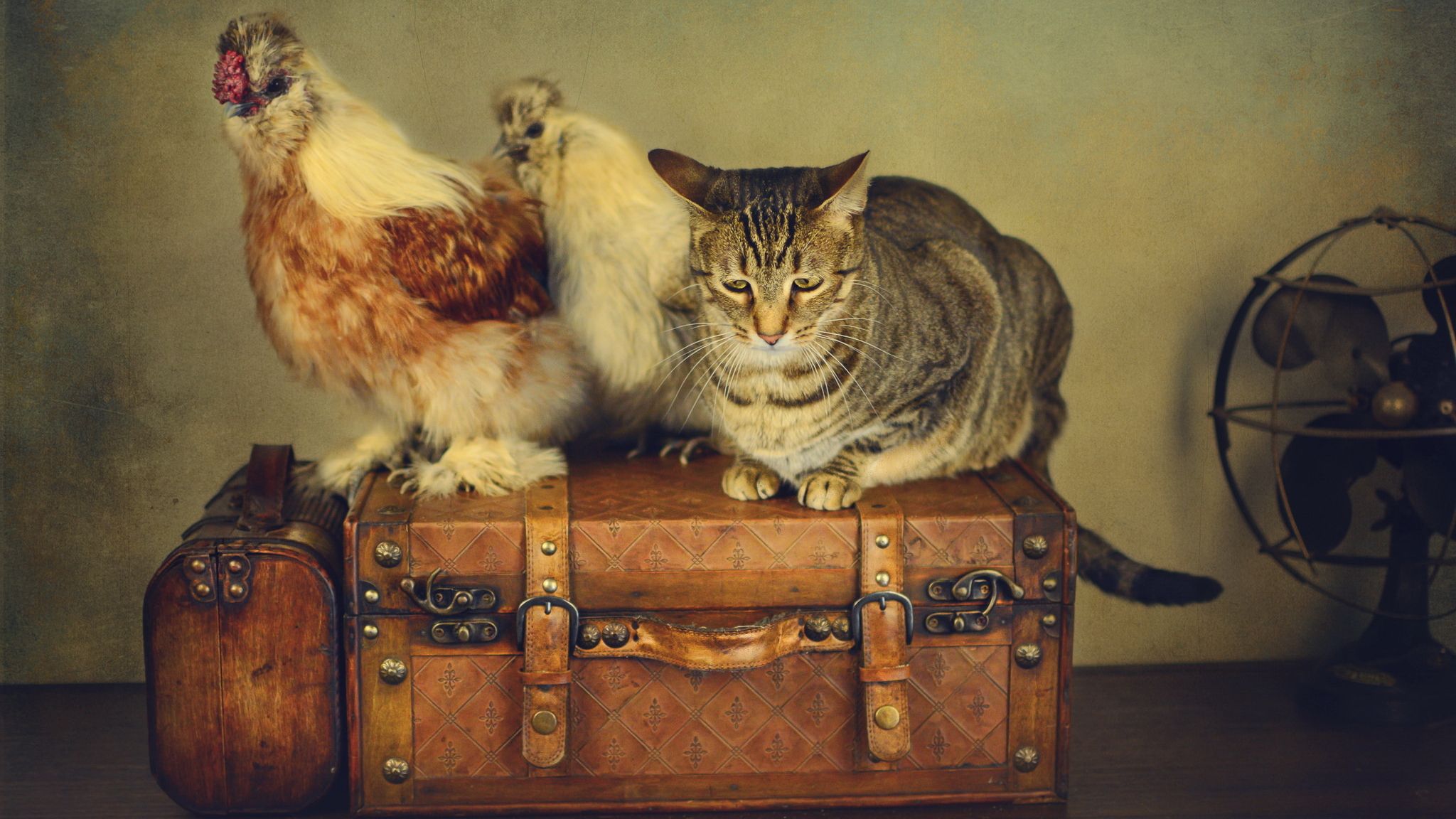 2048x1152 Wallpaper cat, cat, style, retro, treatment, fan, suitcase, chickens for mobile and desktop, section кошки, resolution 2048x1152