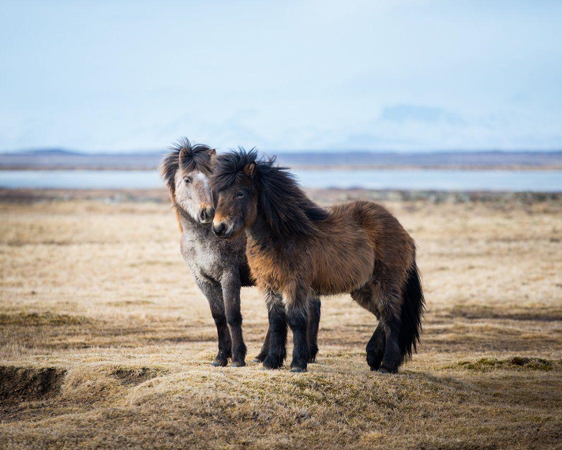 1130x904 Two sweet icelandic ponies