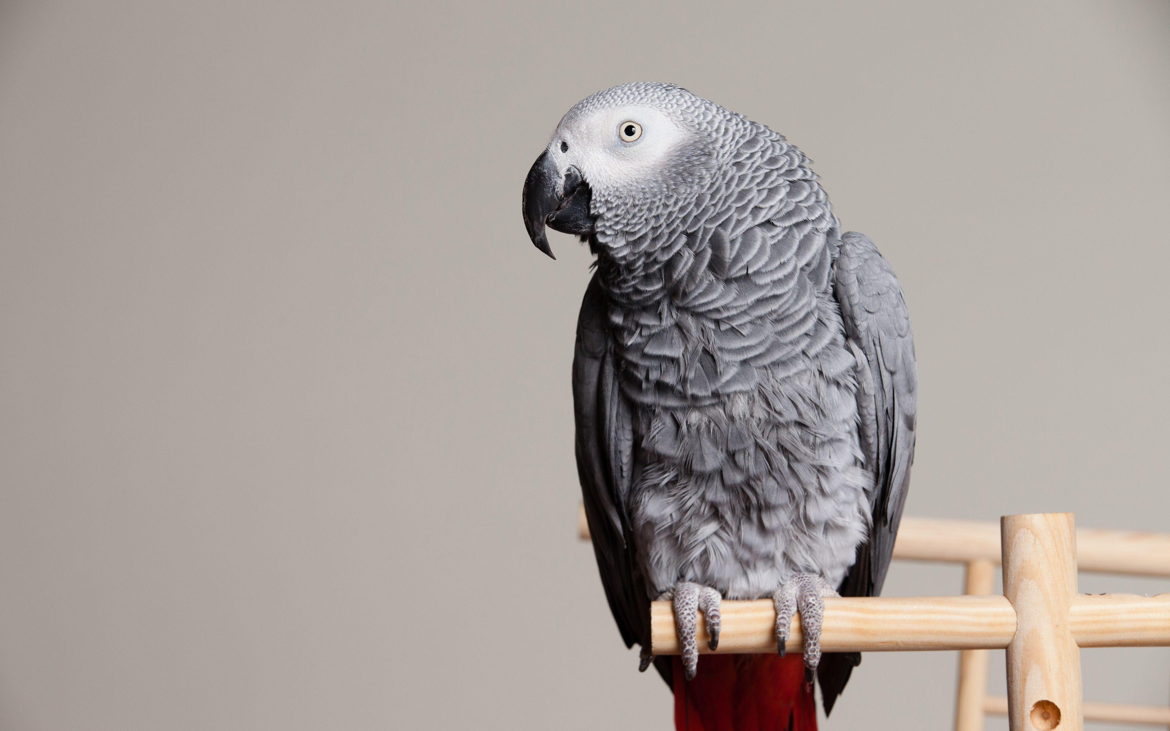 3840x2400 Download wallpaper African Grey Parrot, Old World parrot, gray