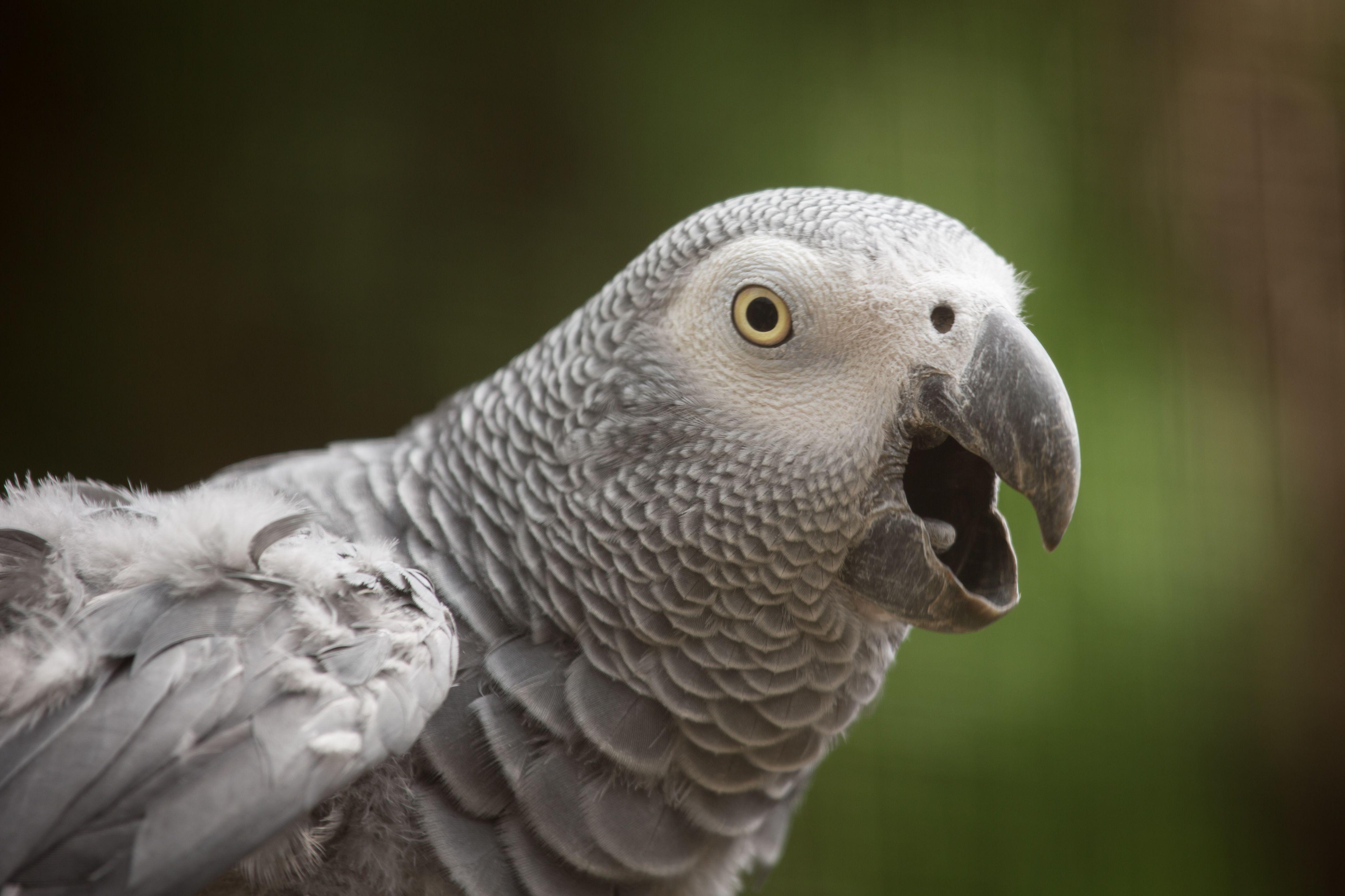4255x2836 African Grey Parrot 4k Ultra HD Wallpaper. Background Image
