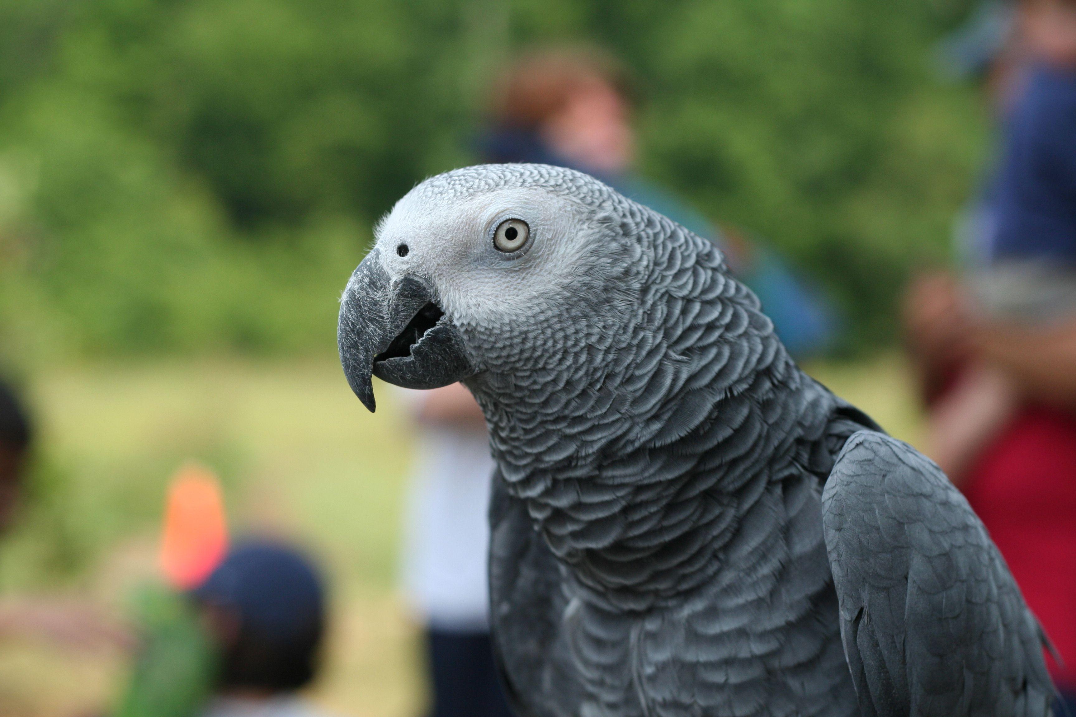 3456x2304 African Grey Parrot (Psittacus erithacus)