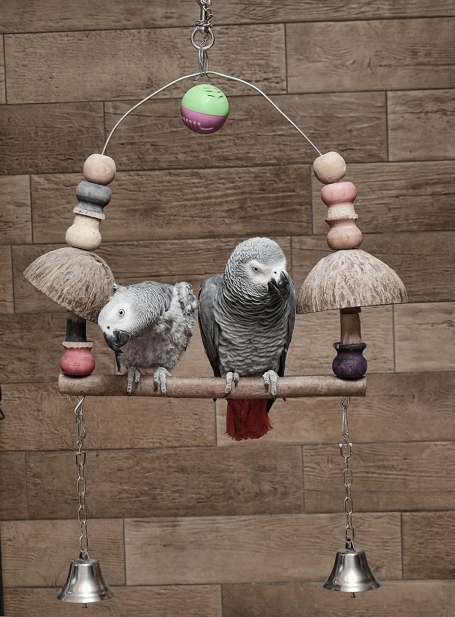 910x1235 HD wallpaper: parrot, psittacus erithacus, african grey parrot
