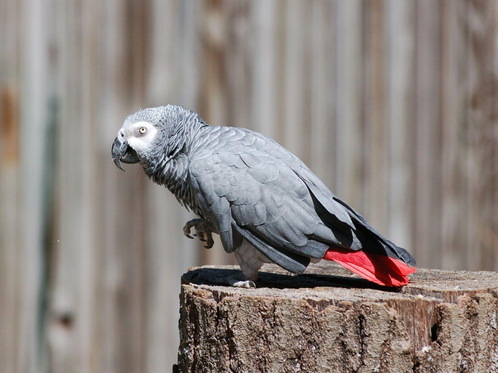 1600x1200 The Online Zoo