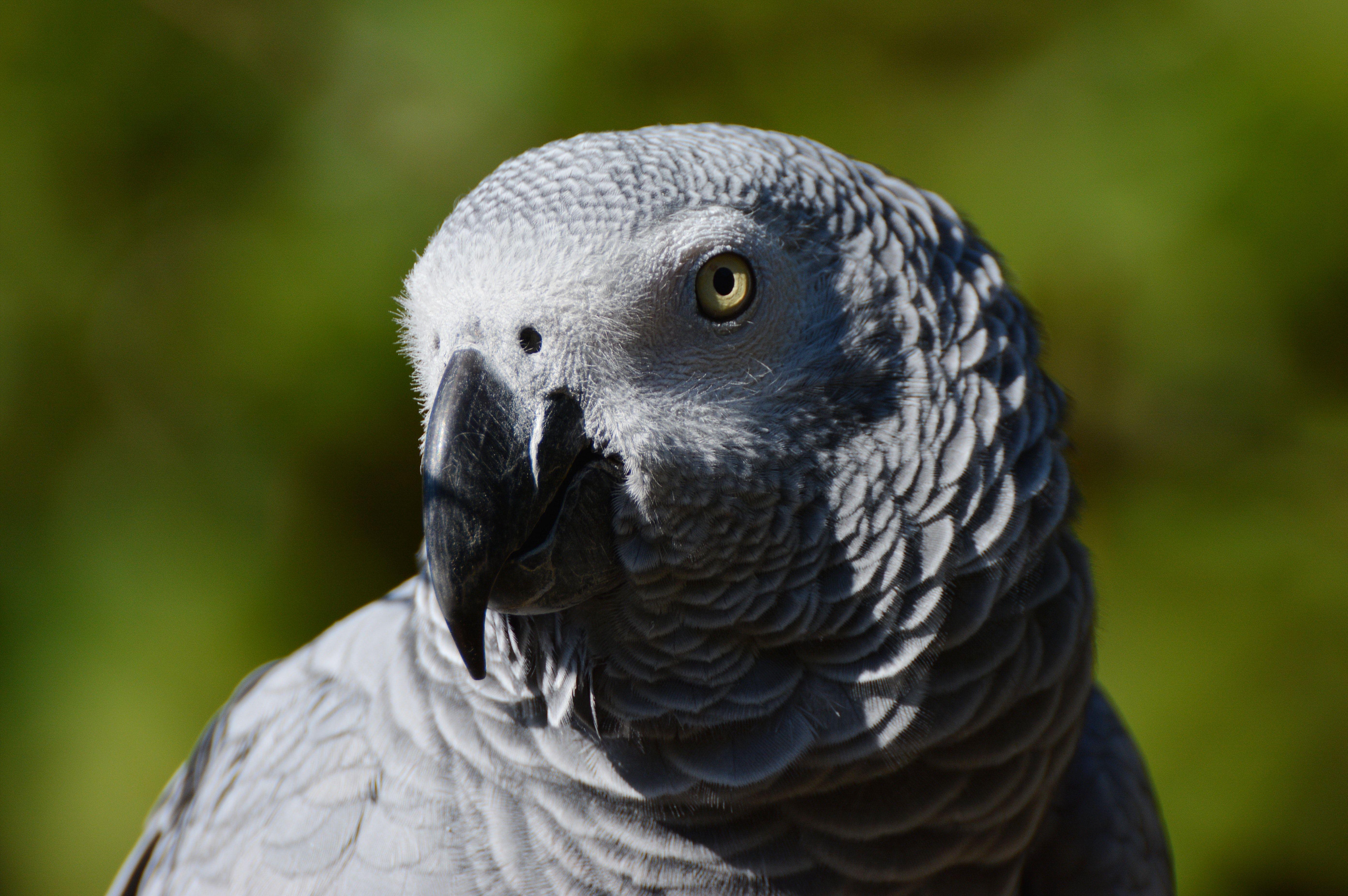 5571x3705 Free of african grey parrot, animal portrait, animal world