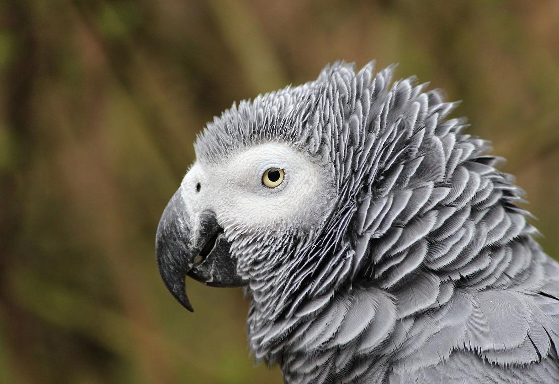 1107x761 Cenerino Parrot erithacus. Parrot, Senegal