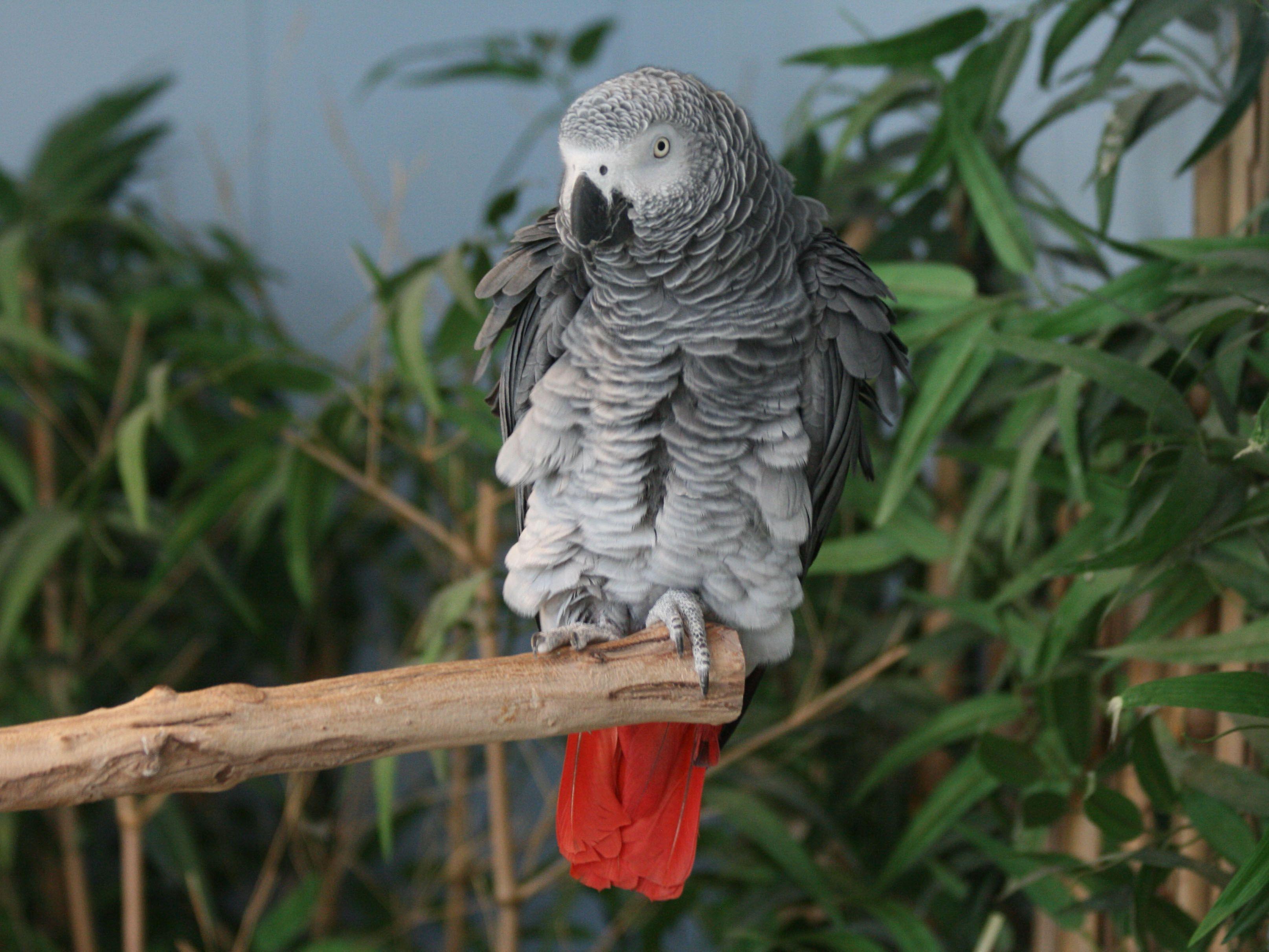 3229x2422 African Grey Parrot
