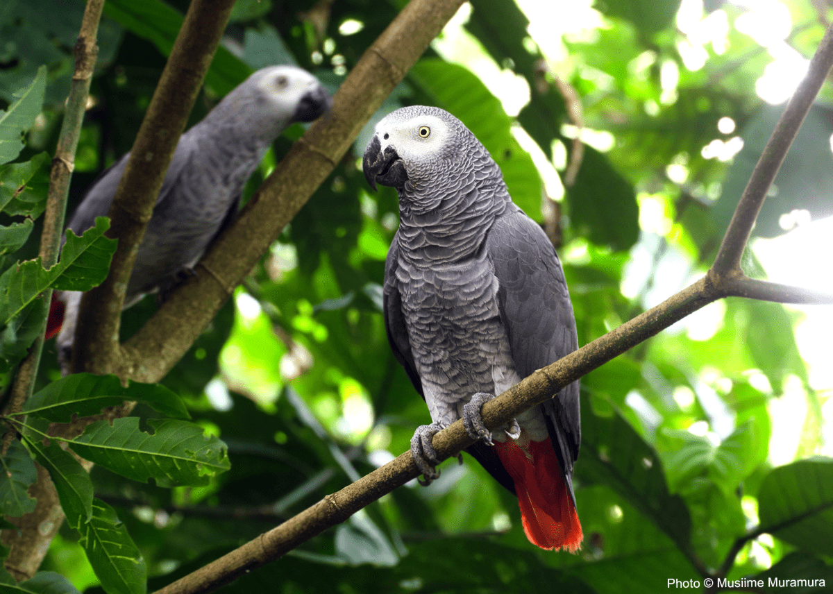1200x856 Wild African Grey Parrot (Psittacus erithacus), newly released