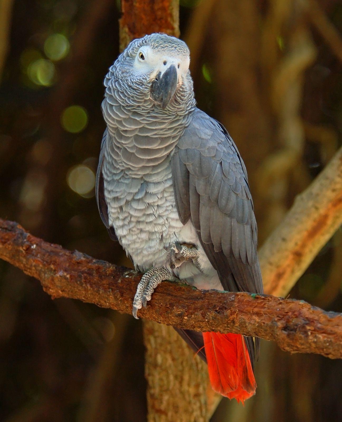 1297x1600 African Grey Parrot Red Factor And White Tail Mutations, Including