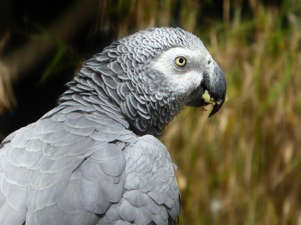 1024x768 Grey Parrot Erithacus. Belgium. Cambron Casteau