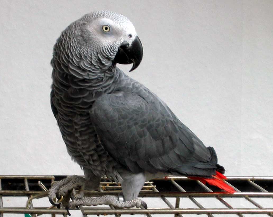 1032x822 African Grey Parrot wallpaper, Animal, HQ African Grey Parrot