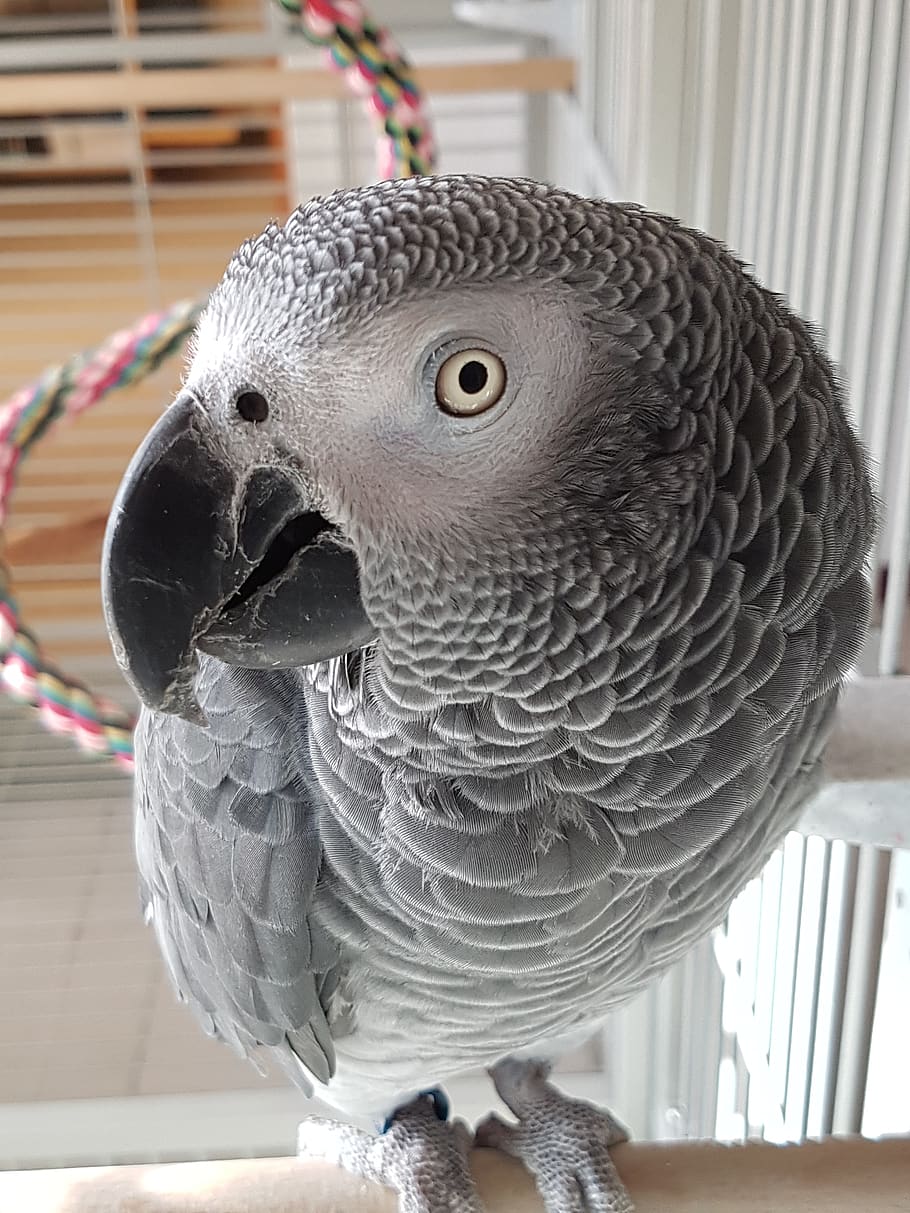 910x1213 HD wallpaper: african grey parrot, of the congo, animal portrait
