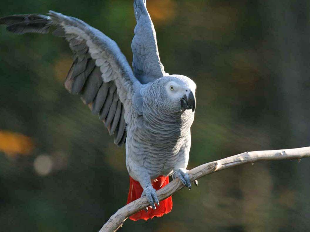1056x792 African Grey Parrot. African grey parrot, Parrot, African