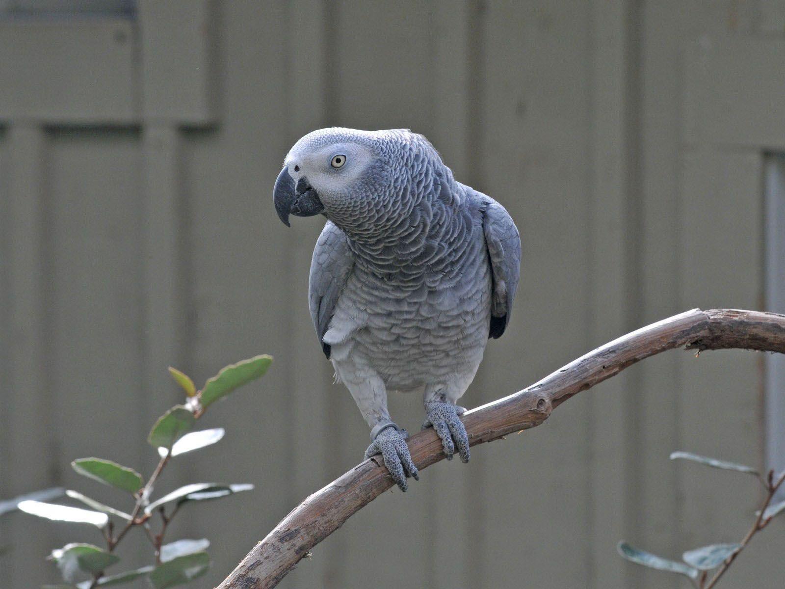 1600x1200 The Online Zoo