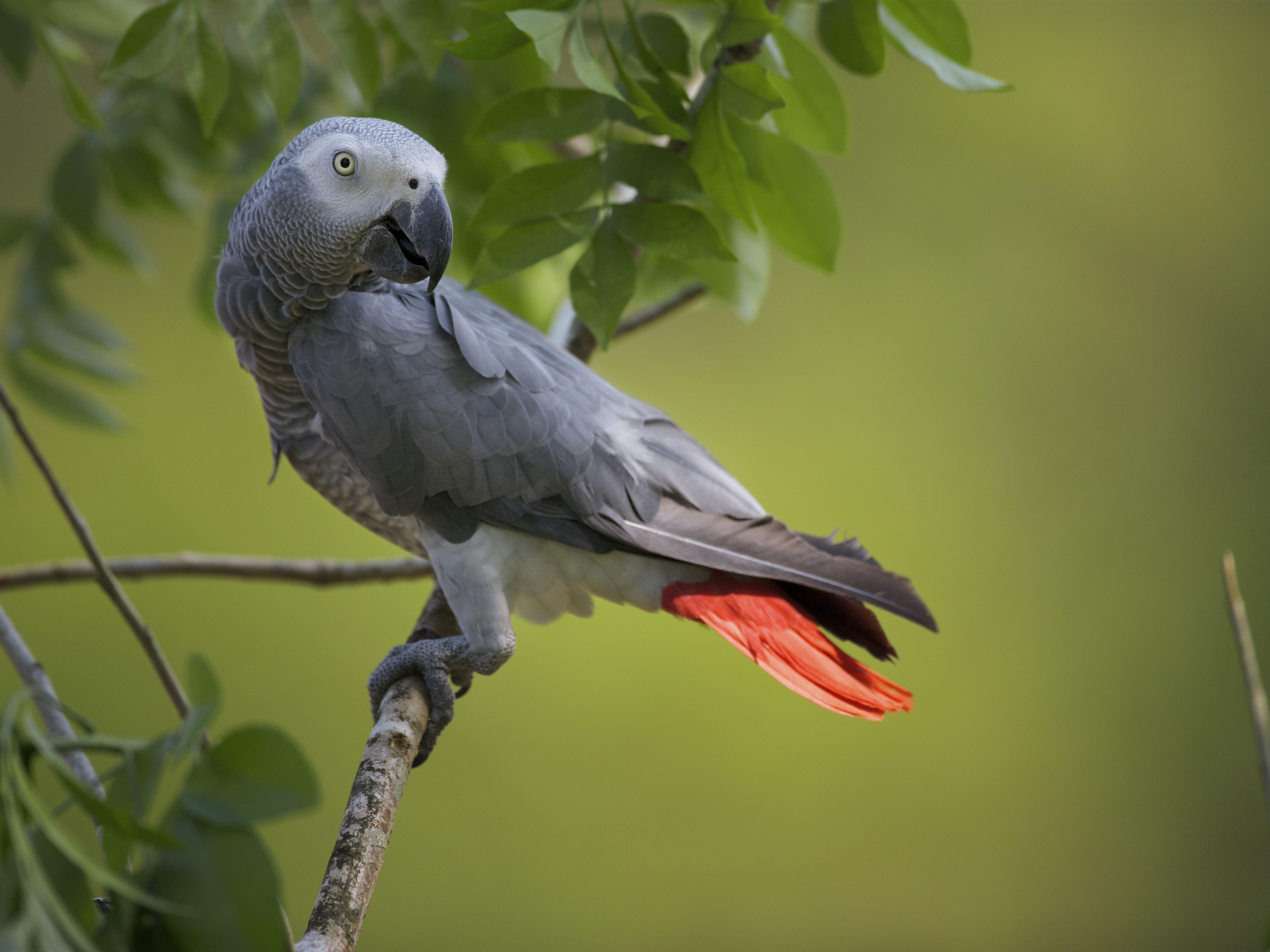 4335x3251 African Grey Parrot Care Sheet Grey Parrot