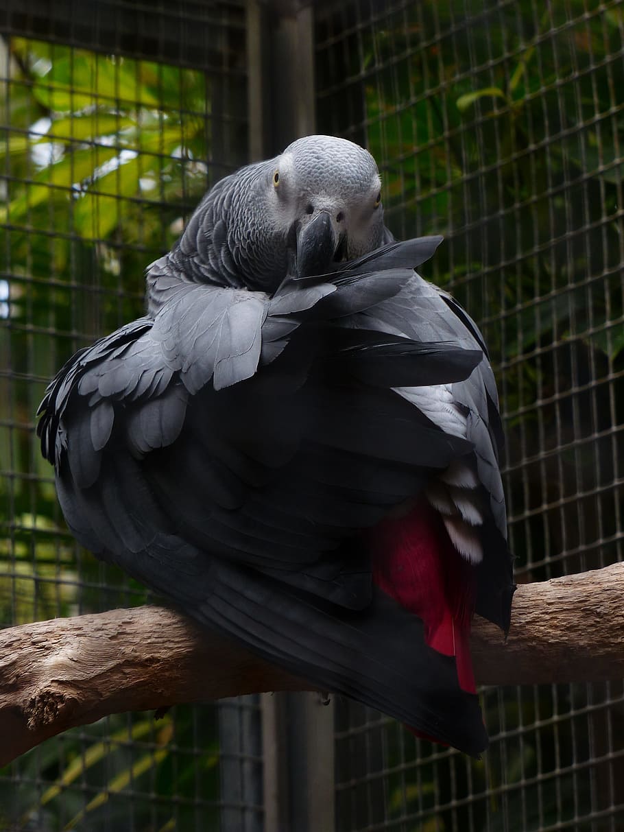 910x1213 Psittacus 1080P, 2K, 4K, 5K HD wallpaper free download