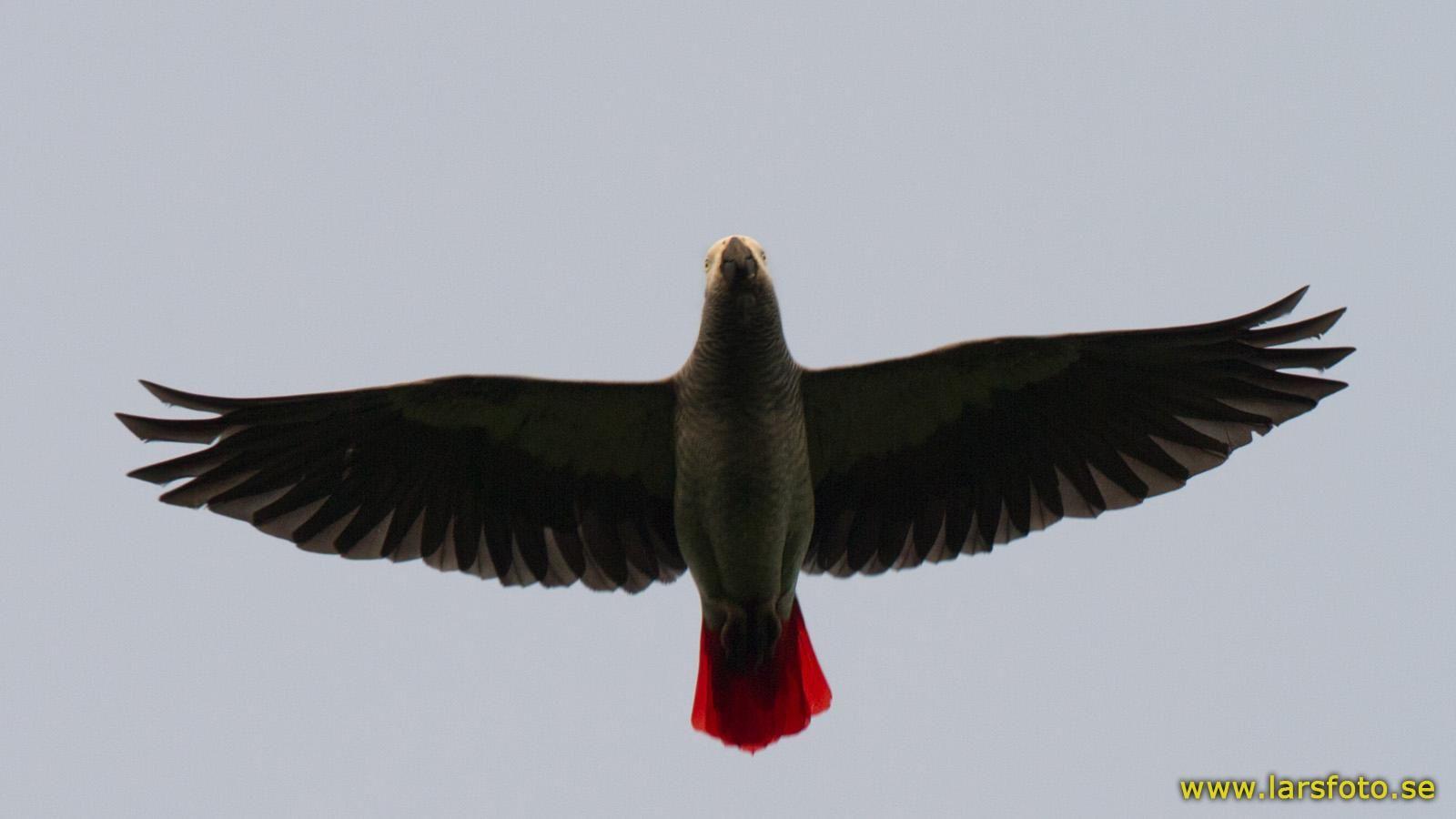 1600x900 Grey Parrot (Psittacus erithacus) An underside view of an adult