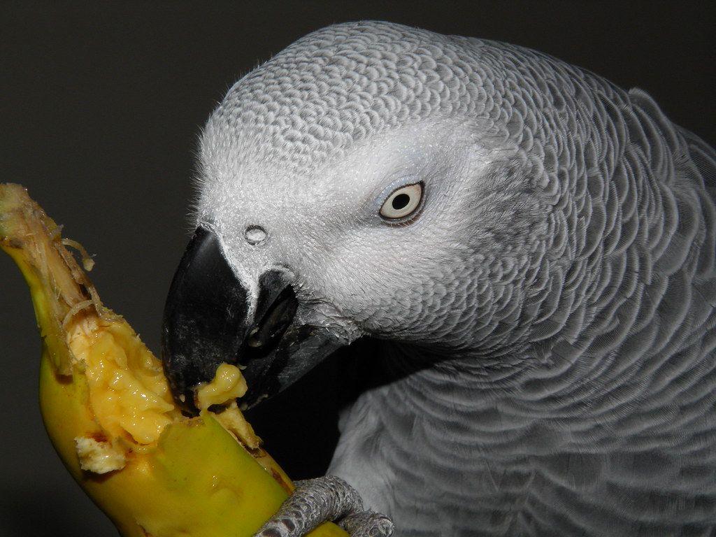 1024x768 Psittacus erithacus, Congo African Grey Parrot Linnaeus