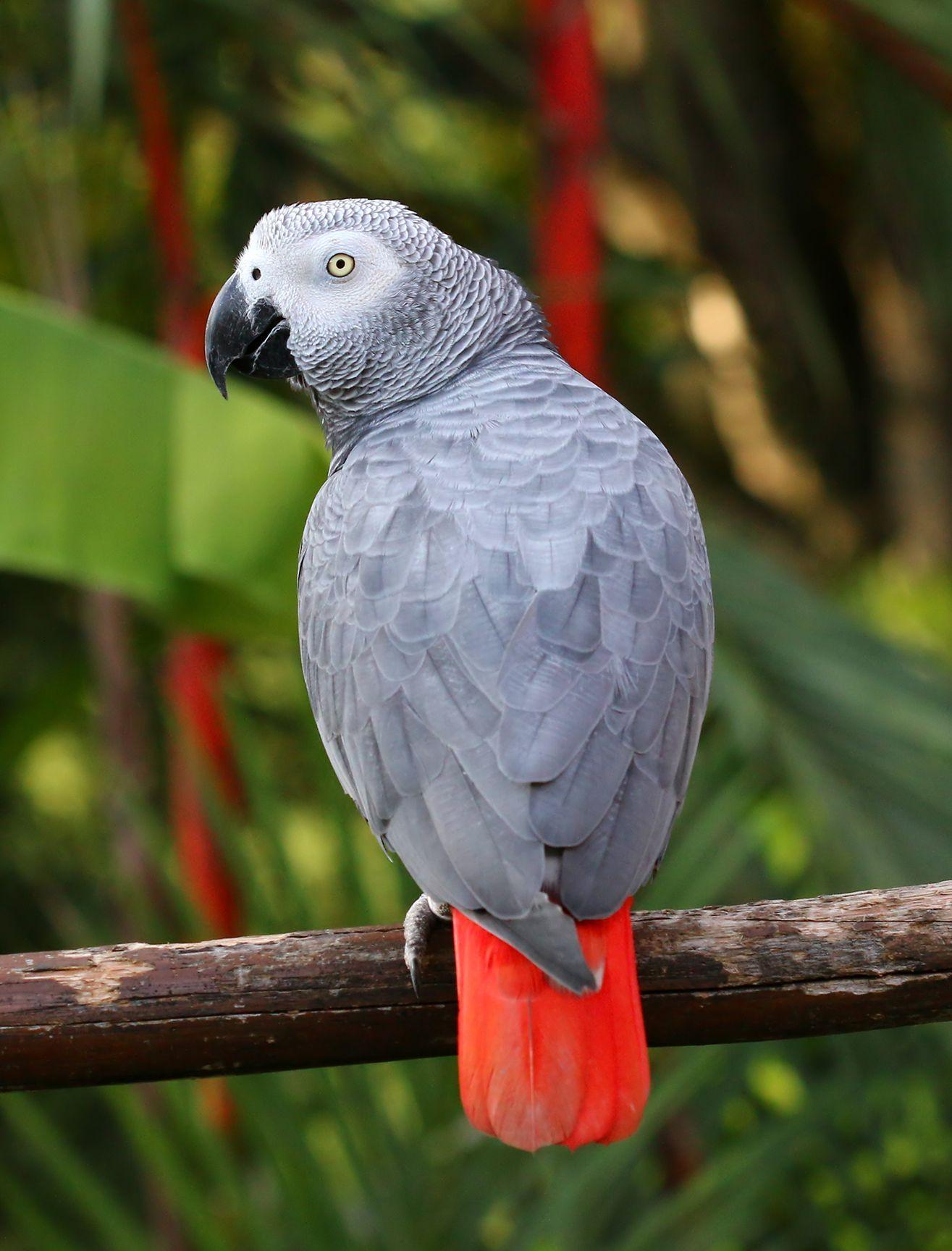 1315x1728 African grey parrot. African grey parrot, Parrot, Beautiful birds
