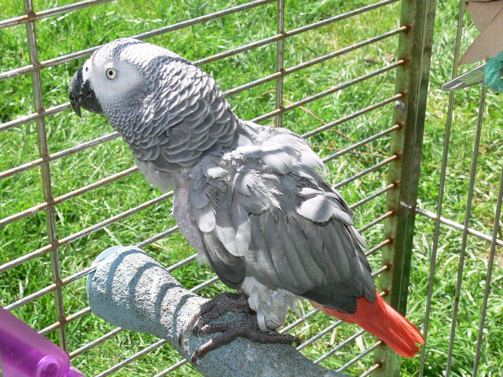 1600x1200 EATLEMANIA!: African Grey Parrot