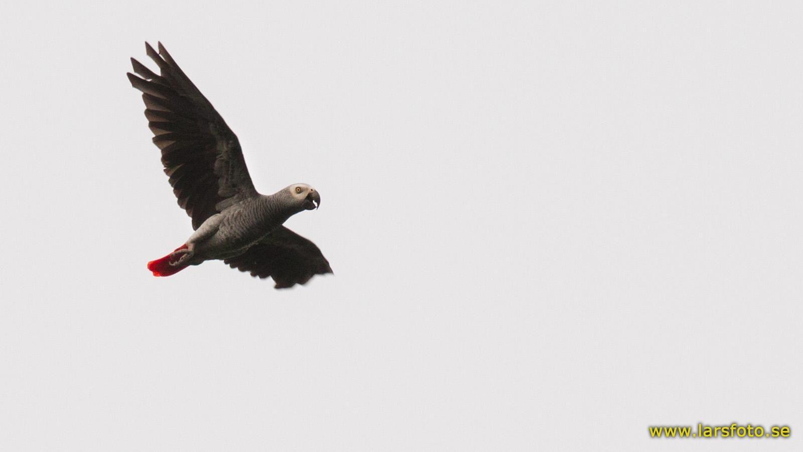1600x900 Grey Parrot (Psittacus erithacus) An adult in flight calling