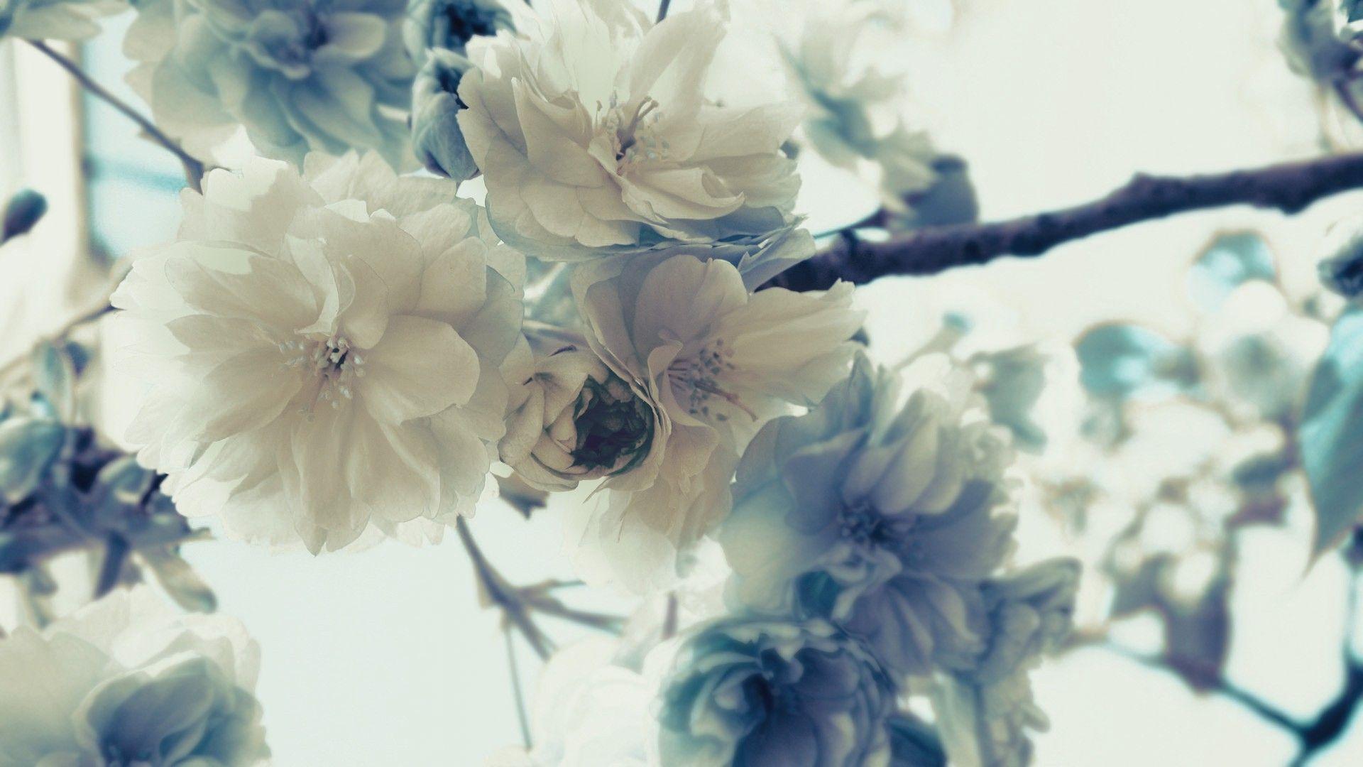 1920x1080 white, Flowers, Blossom, Branches, White, Background, White