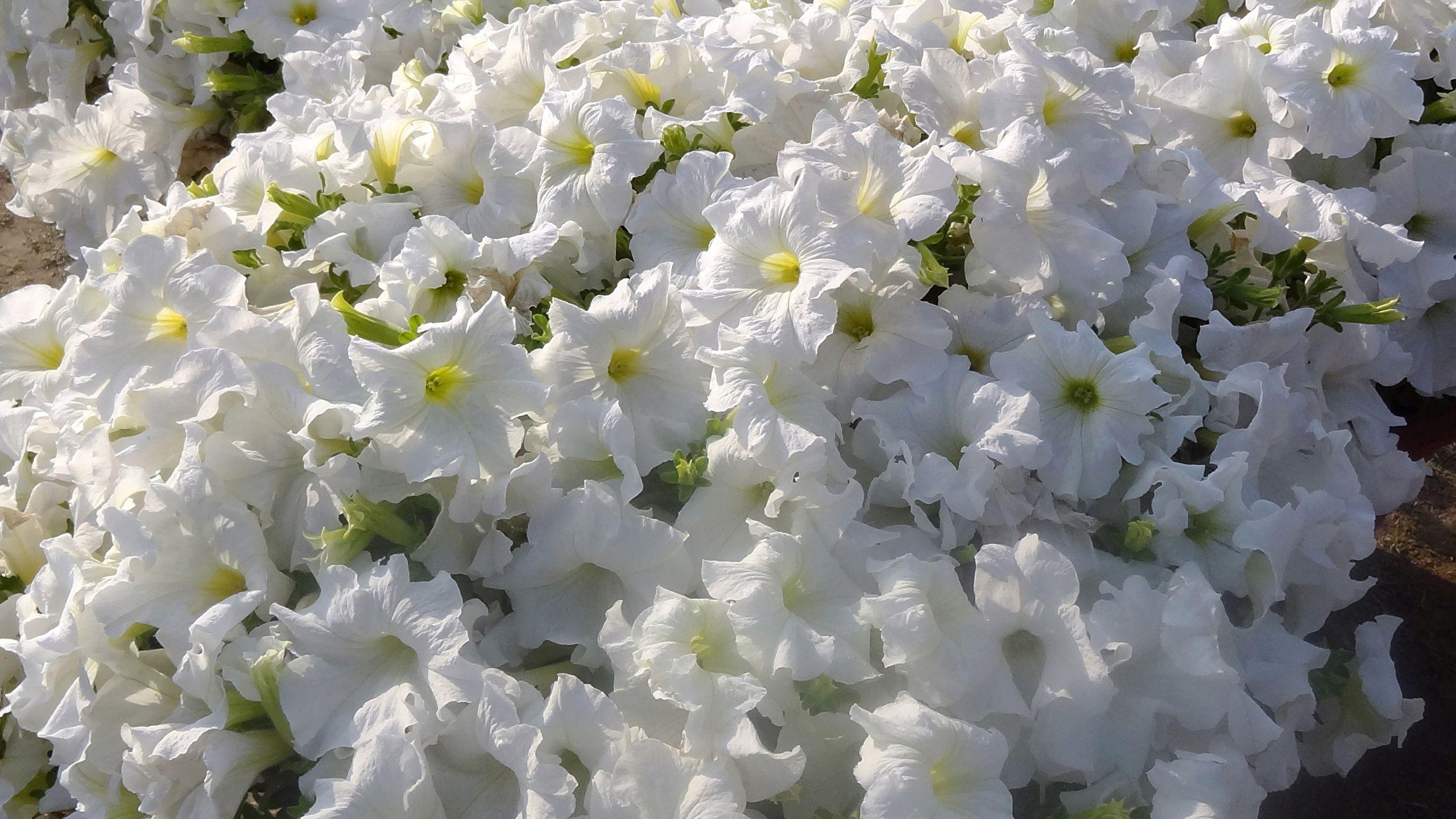2560x1440 Desktop Wallpaper White flower Petunia Many Closeup 2560x1440