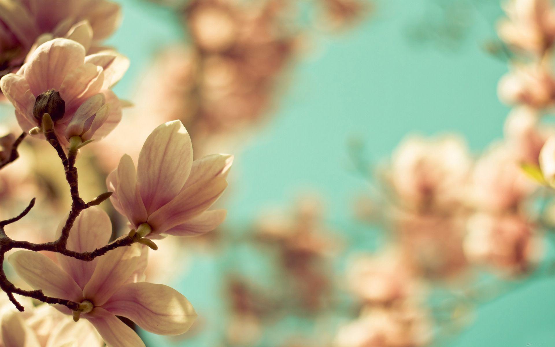 1920x1200 Flower Elegant Desktop Wallpaper HD