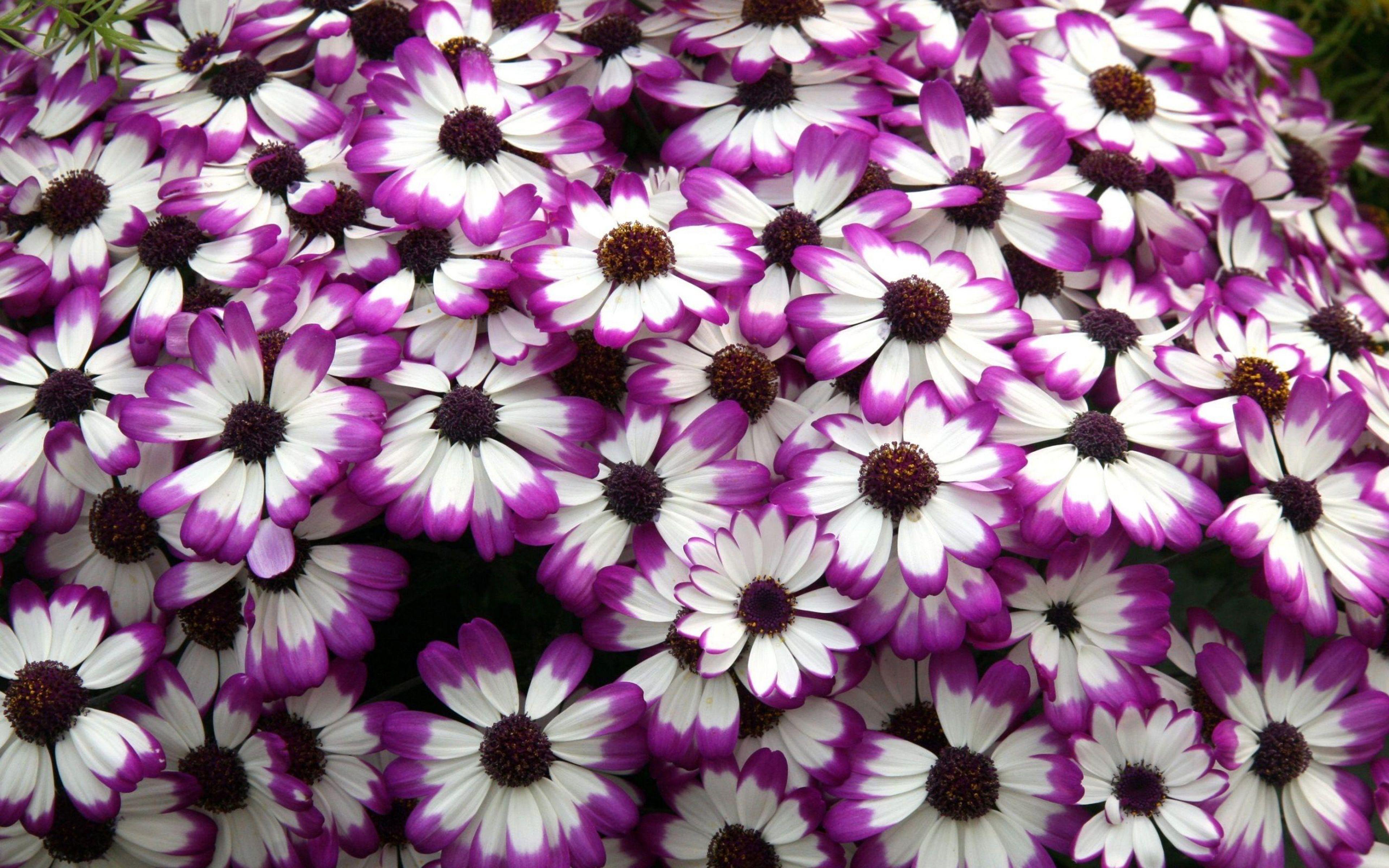3840x2400 Cineraria Purple White Flower Petals Desktop Wallpaper Background