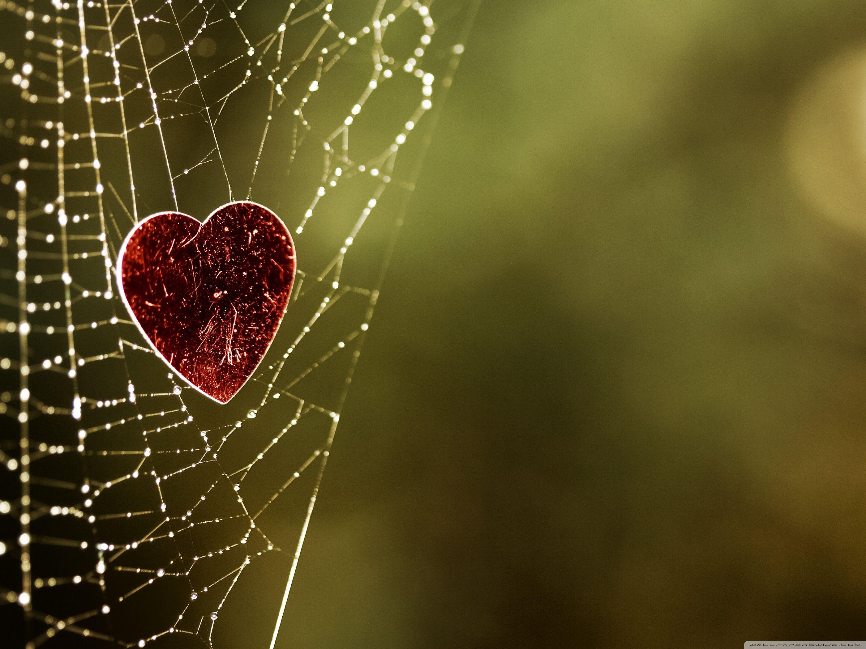 2800x2100 Full HD Love Wallpaper (96)